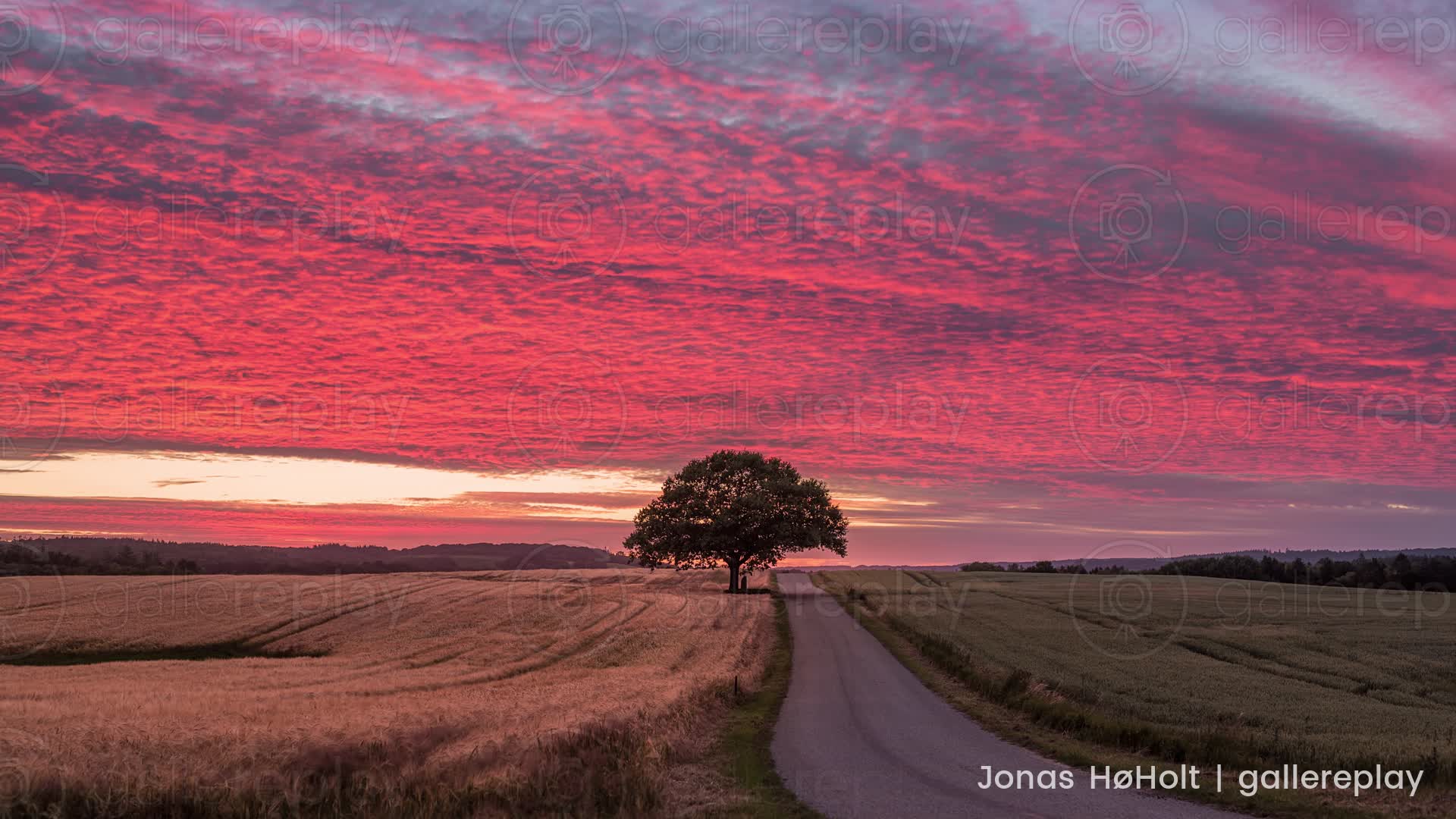gallereplay. Lonely Tree on Country Road