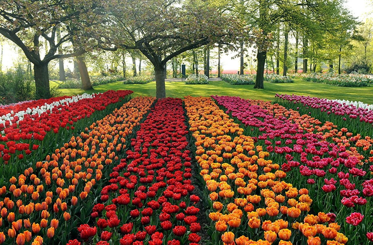 Wallpaper holland flowers park Tulips flower