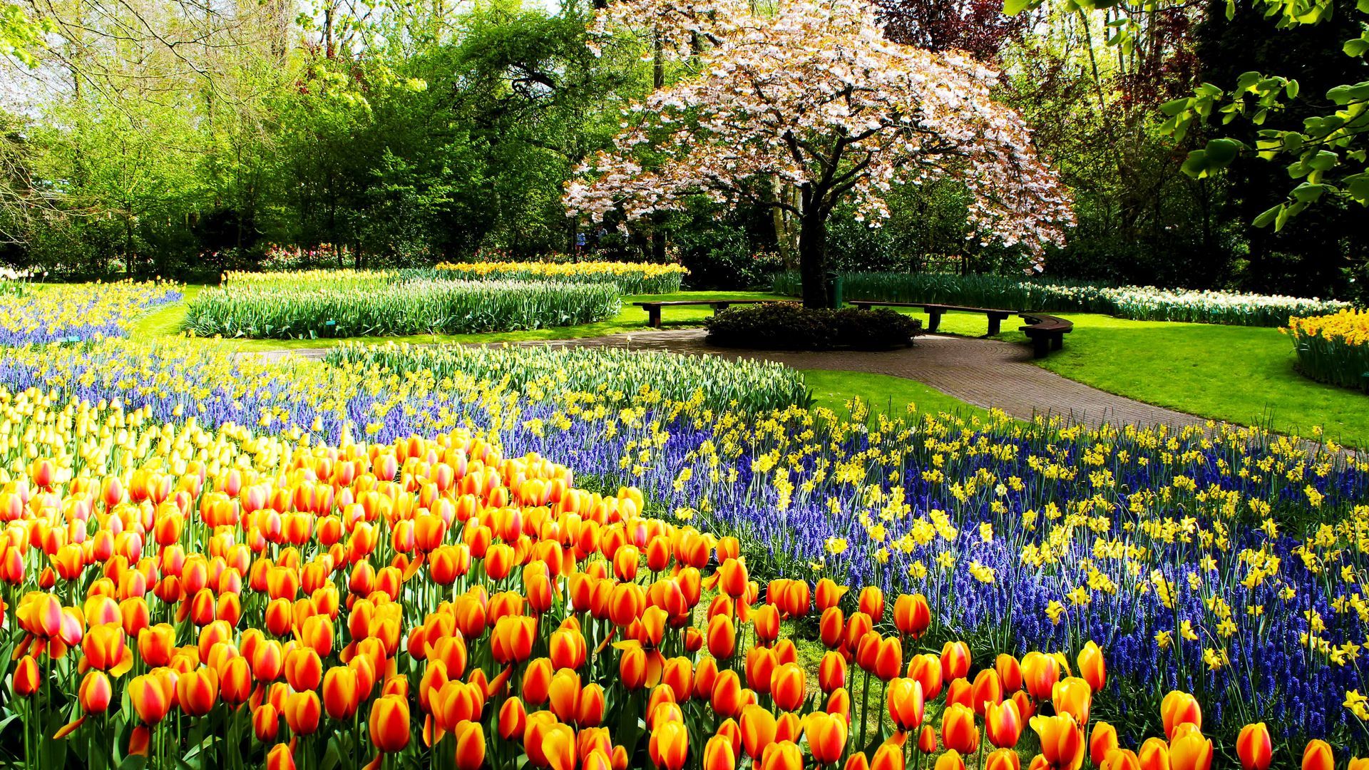 Spring Park Flowers HD Download HQ Wallpaper