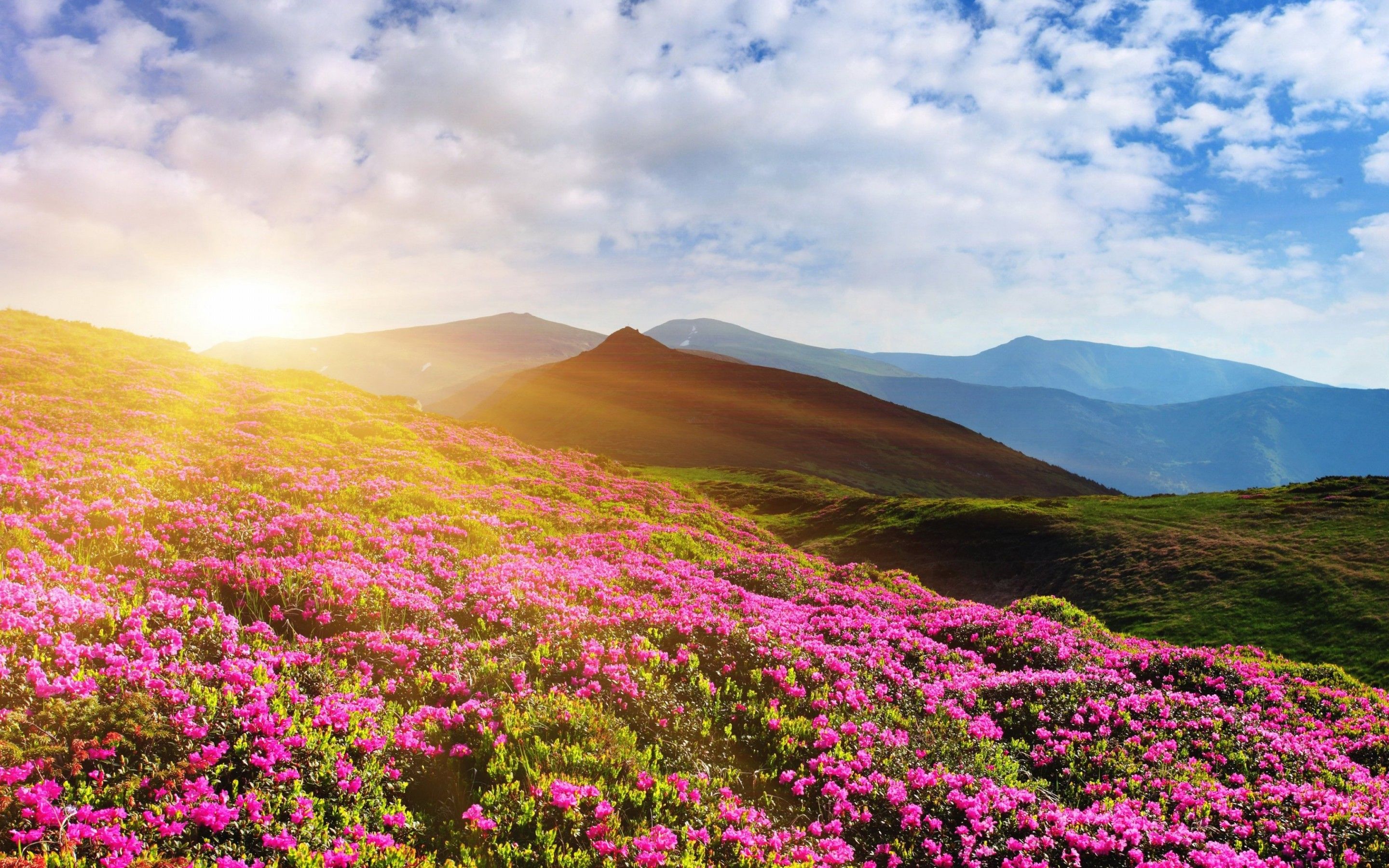 Wallpapers Rhododendron flowers, Mountain, Summer, Pink, 4K, Nature