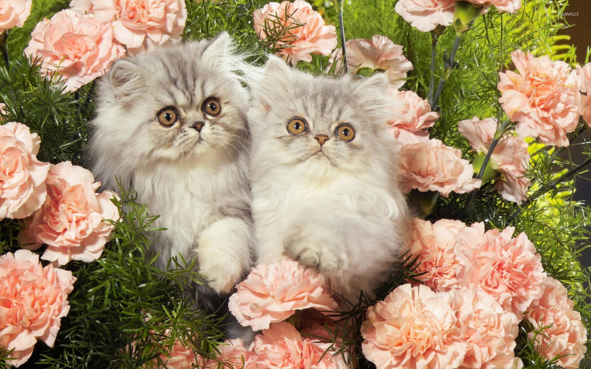 Kittens between the pink flowers wallpaper wallpaper