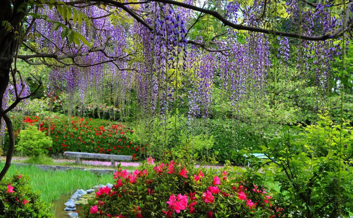 Earth Flower Park Spring Wisteria wallpaperx1267