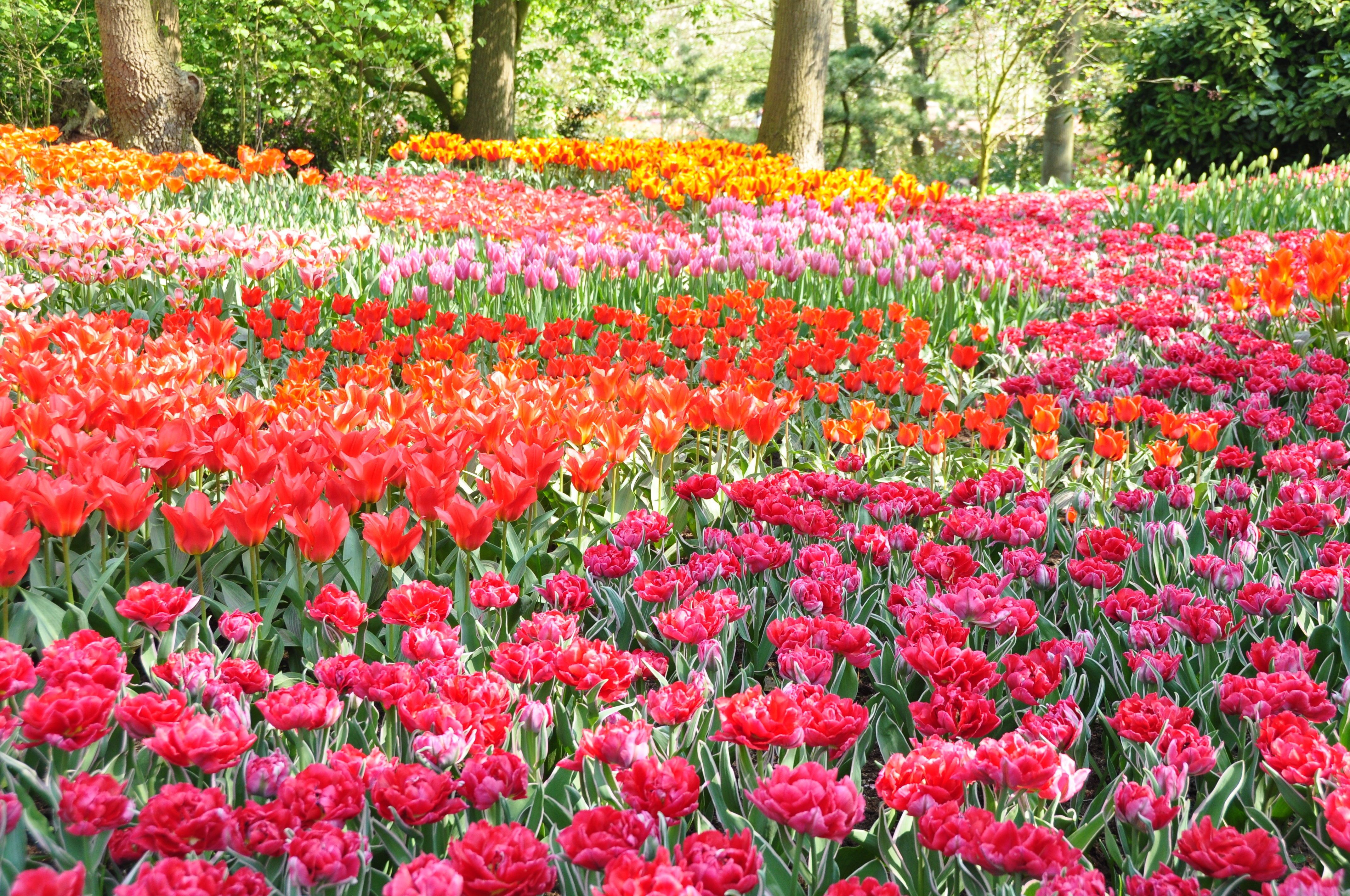 Flower Garden in Park 4k Ultra HD Wallpaper. Background Image