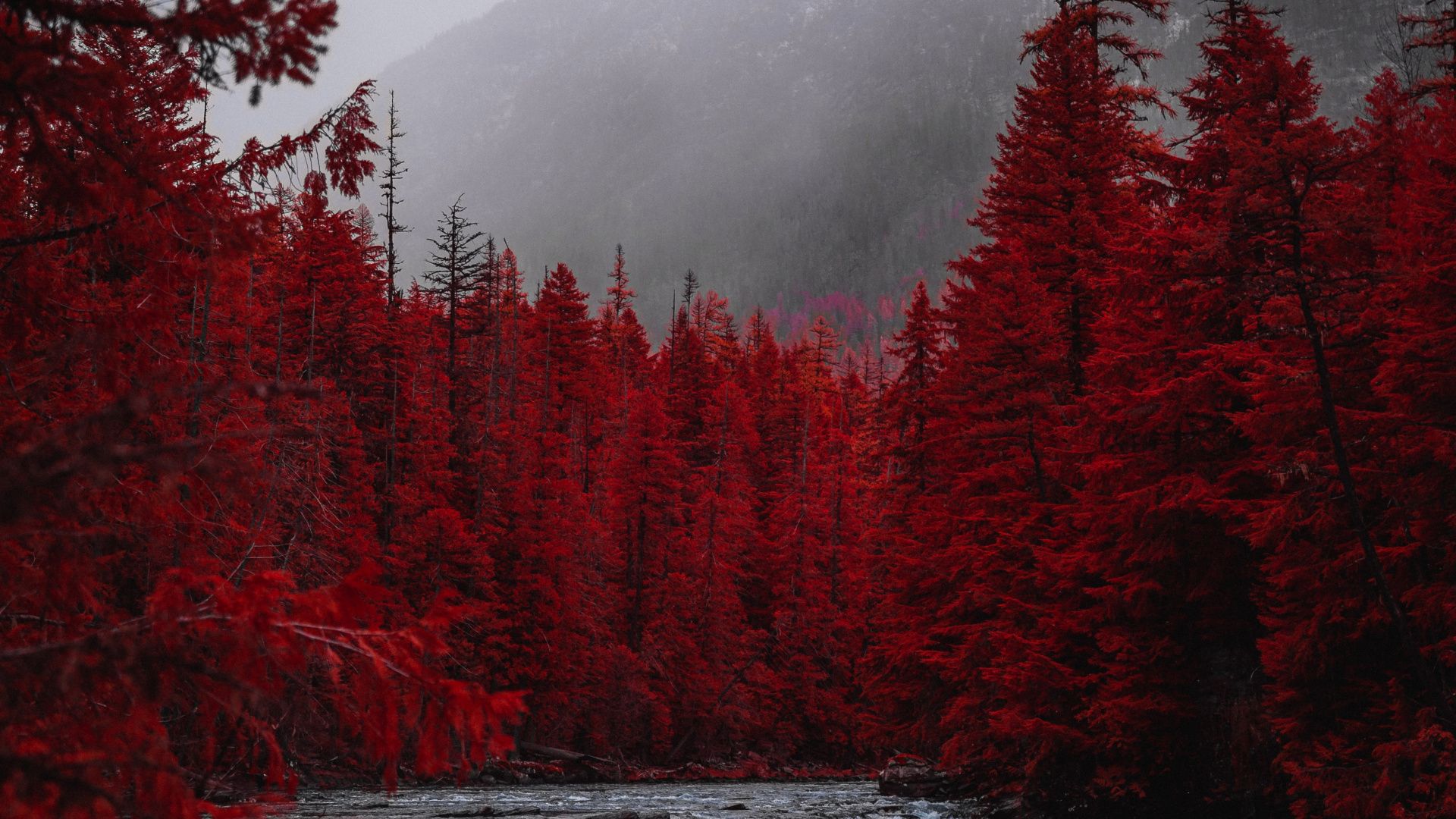 Download Red forest, trees, river stream, nature wallpaper