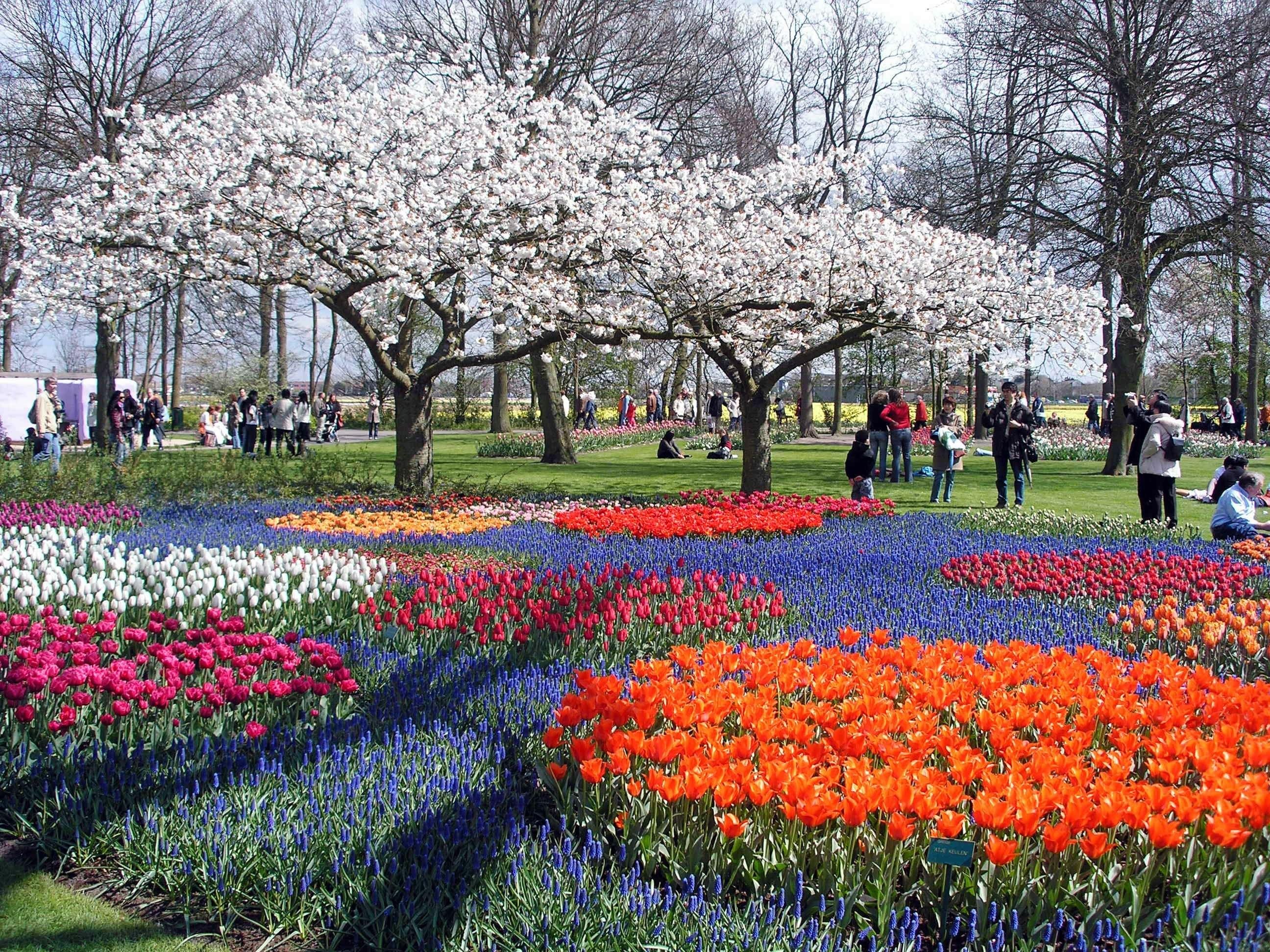 Tulips, Horror, Tree, Beautiful, Park, Peoples, Trees, Flower