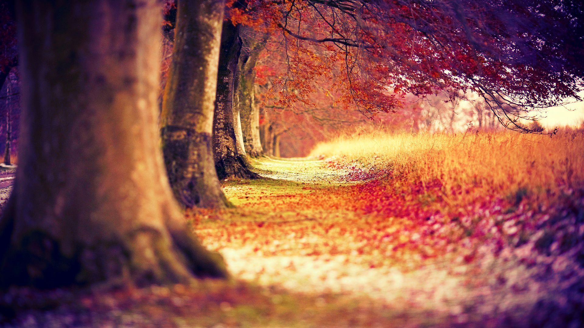 Free Red Forest Wallpaper 33530 1920x1080px