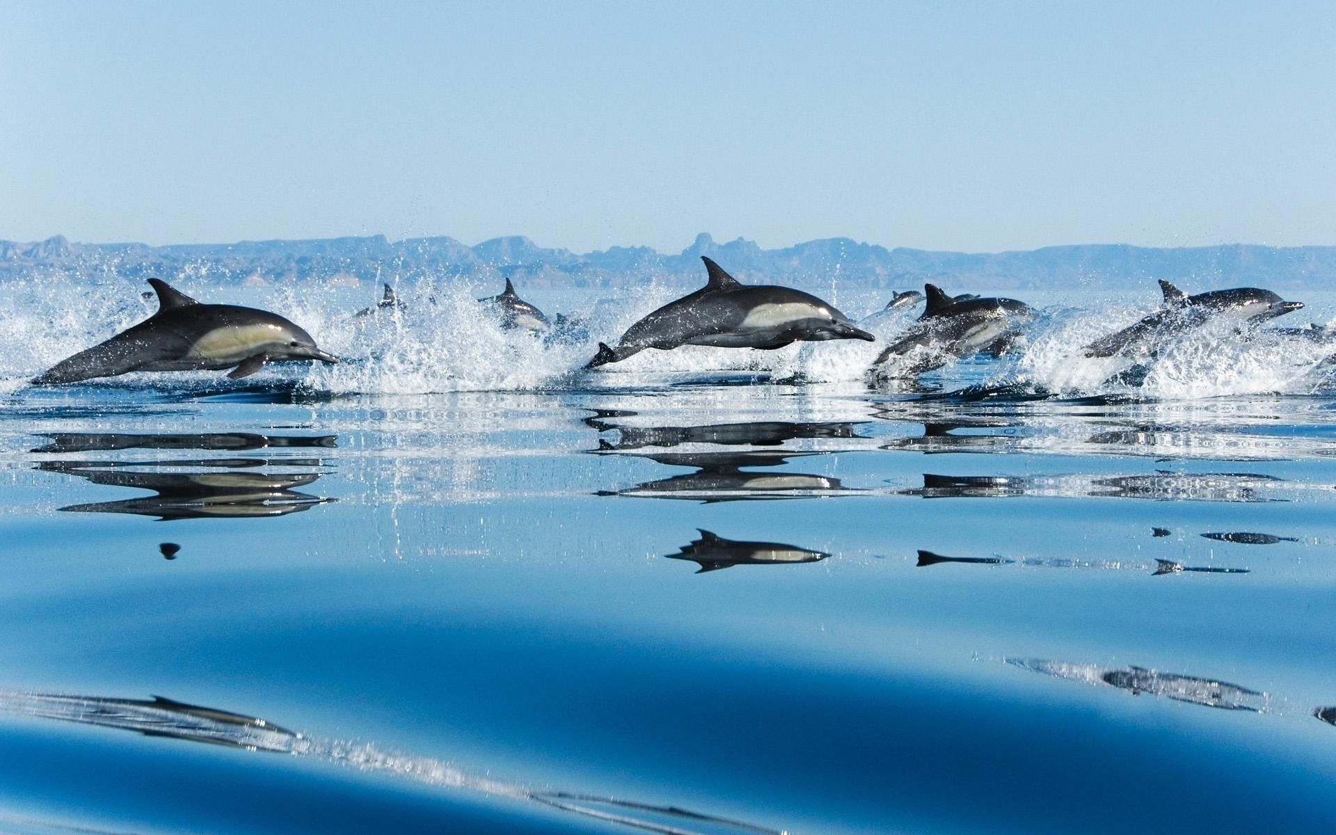 Wallpaper 4k Dolphins in Sea Dolphins, Playing