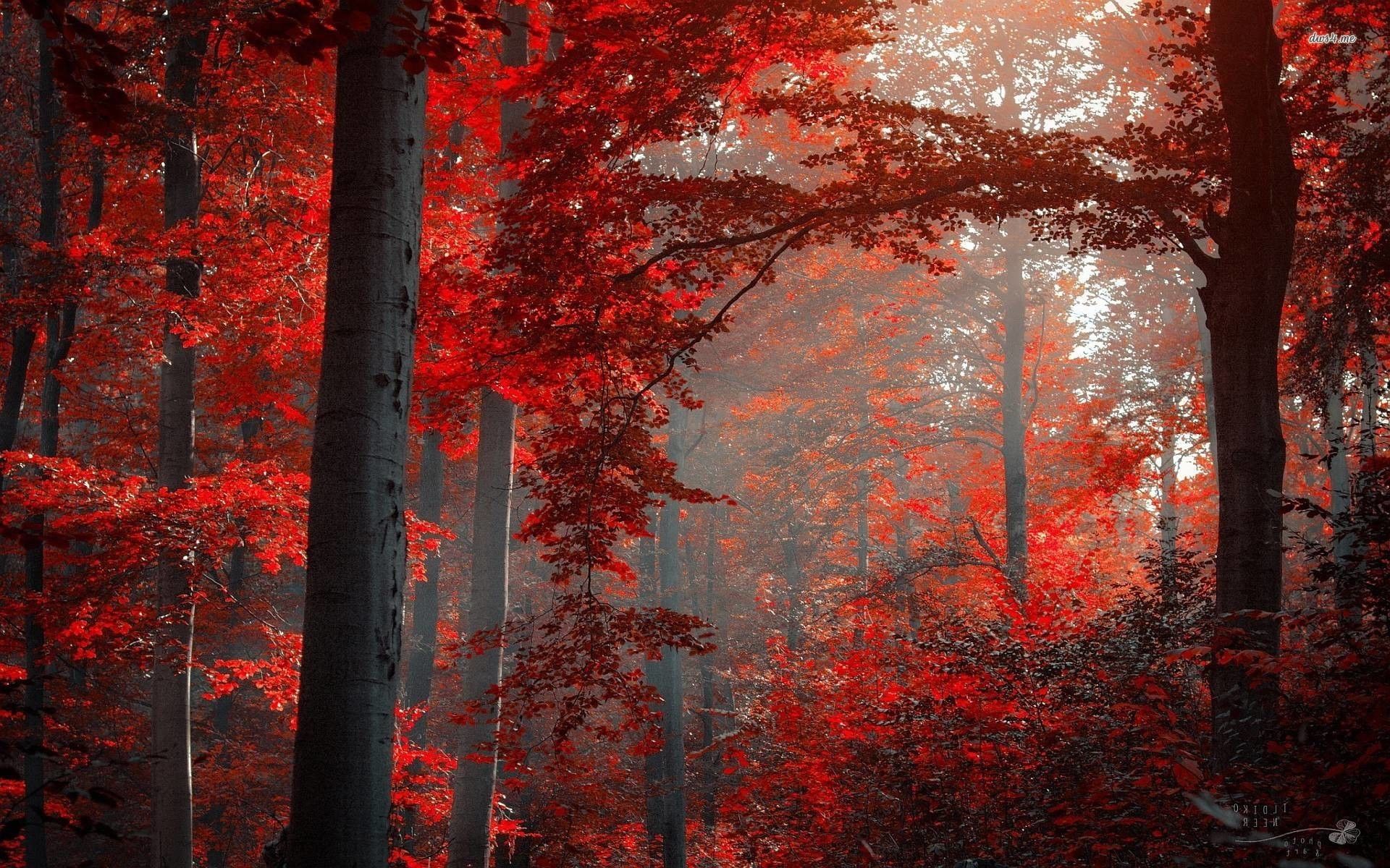 Red Forest Wallpapers - Wallpaper Cave