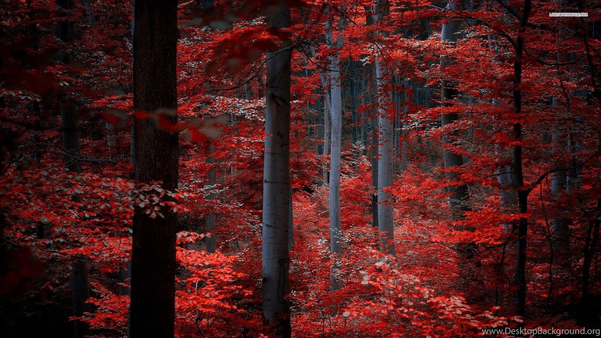 Red Forest Wallpaper Desktop Background