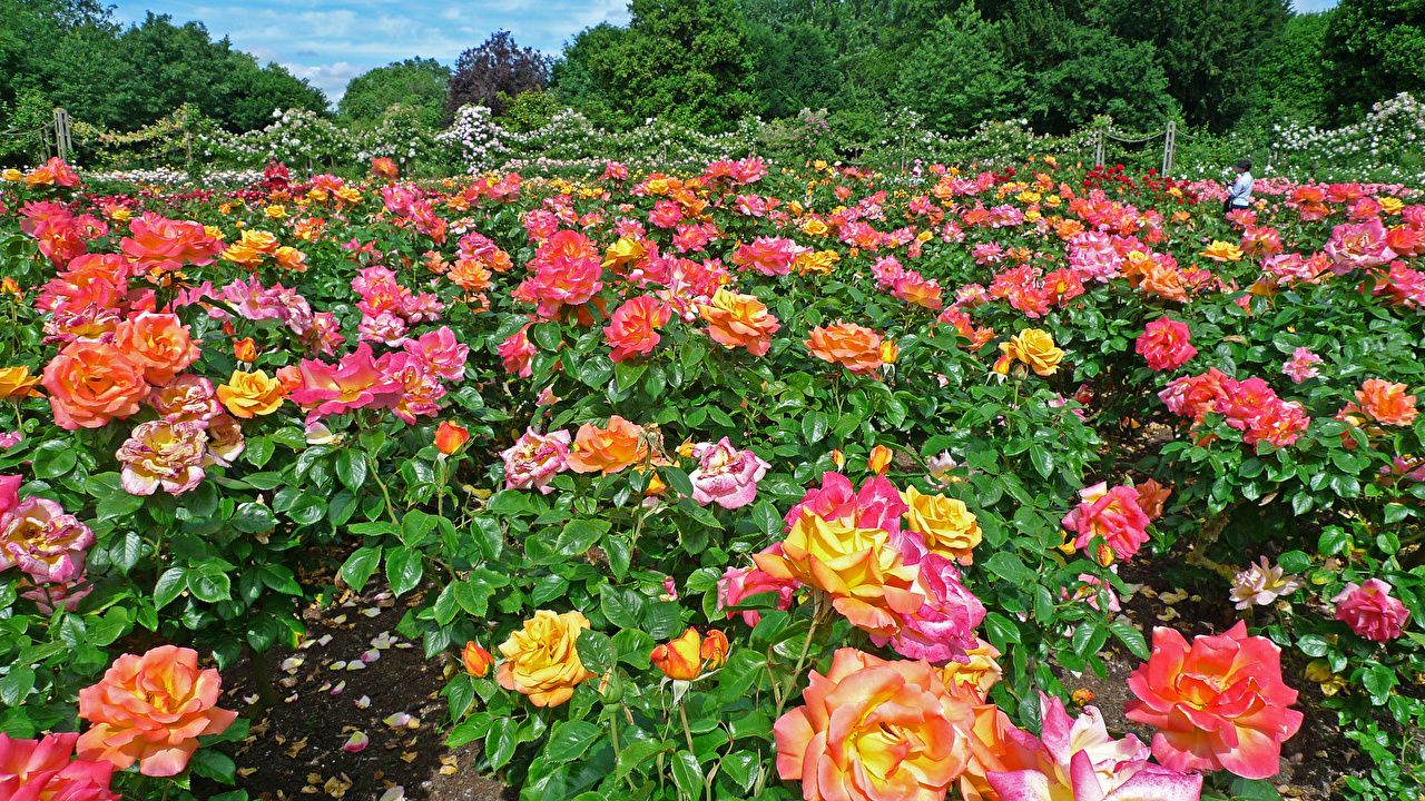 Photos London England Regents Park Queens Garden Roses park flower