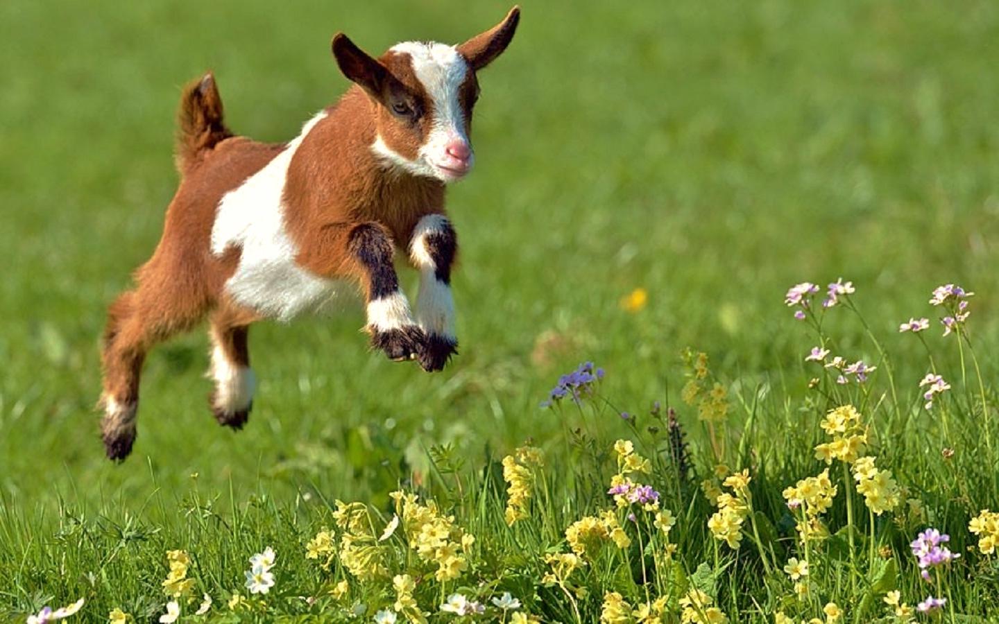Baby Goats Wallpaper 5 Open Pets