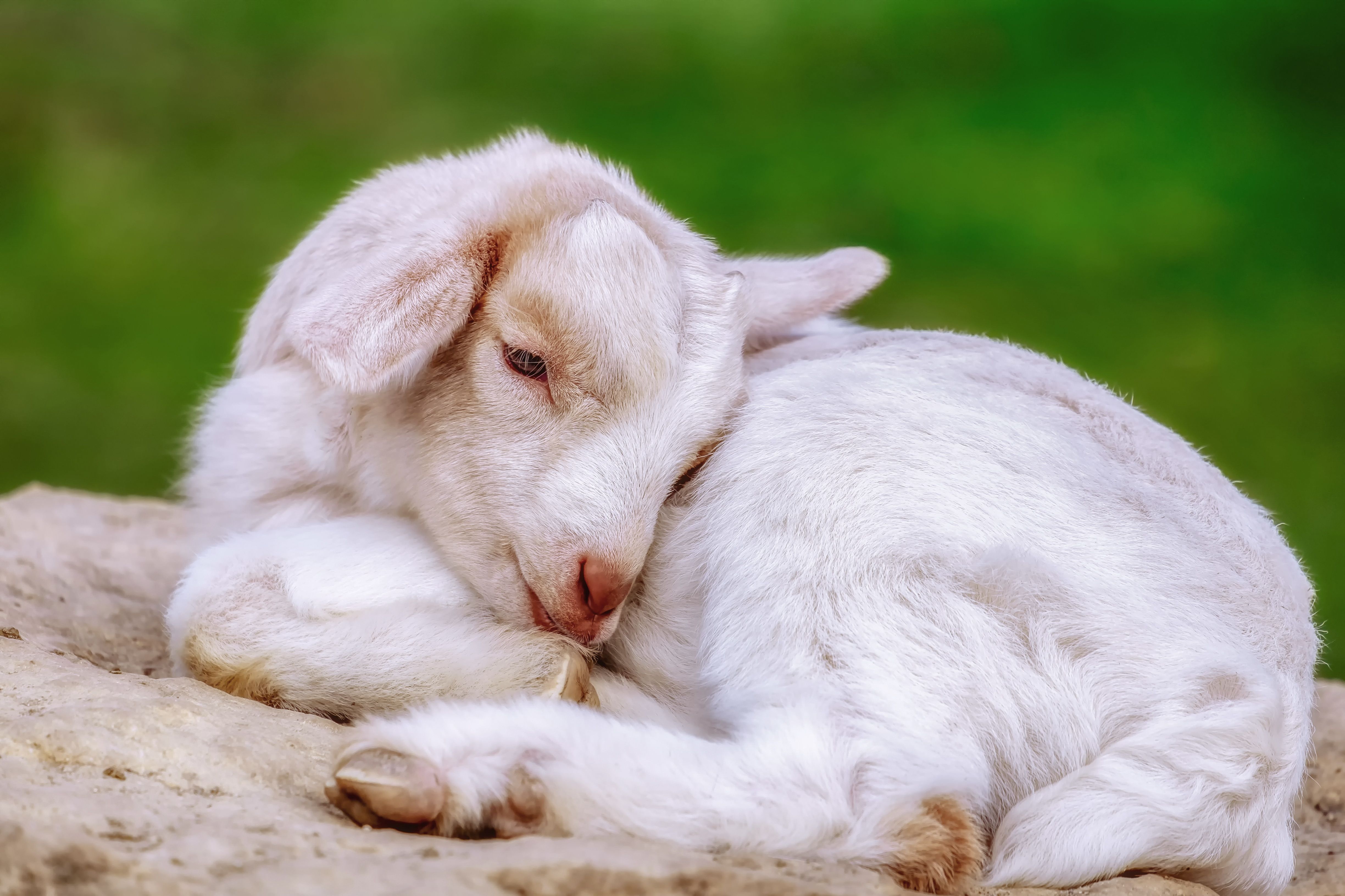 Cute White Baby Goat also Called a Kid 4k Ultra HD Wallpaper