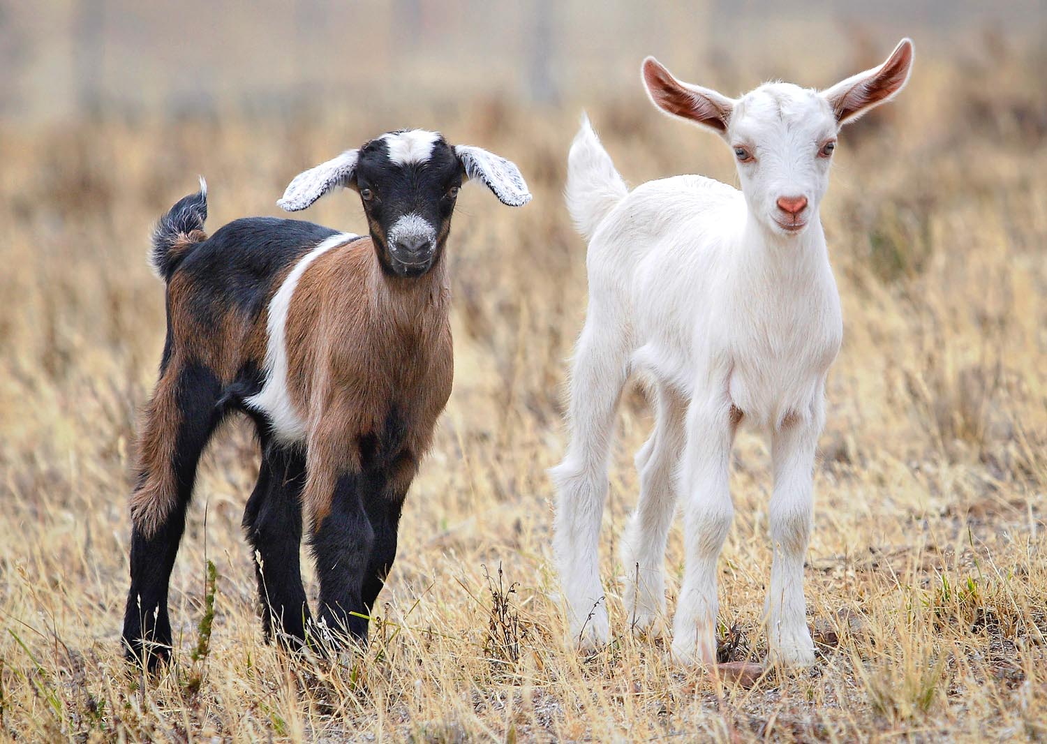 Baby Goats Wallpaper. Latest HD Wallpaper