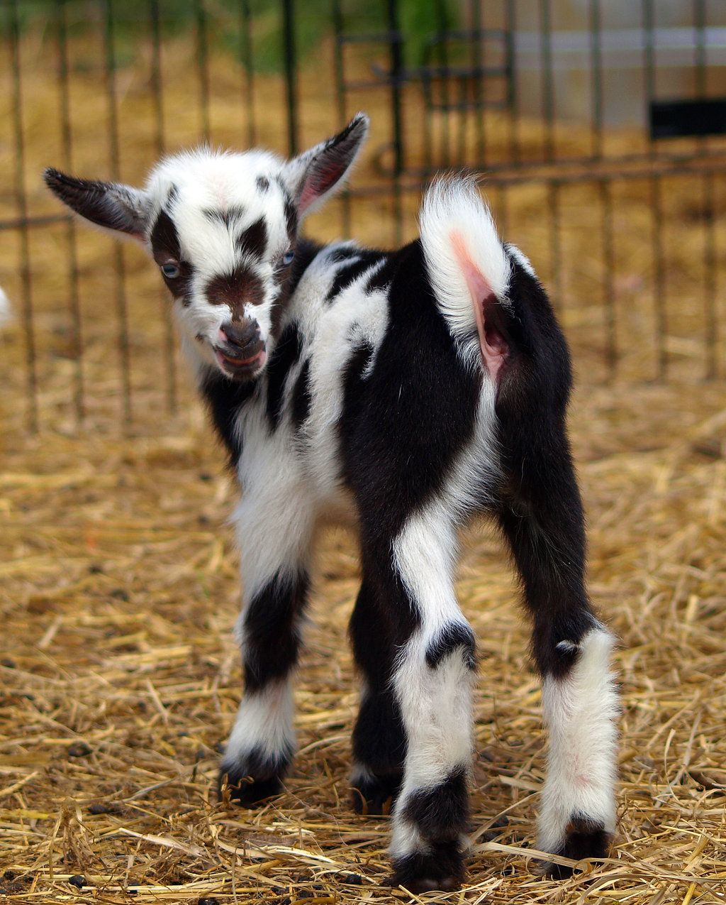 1024x1275px Baby Goats (349.35 KB).03.2015