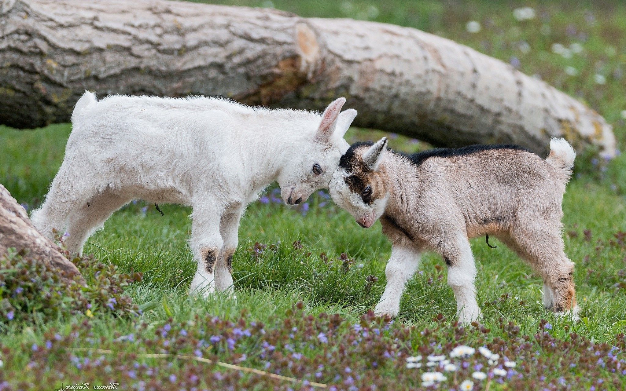 animals, Nature, Goats, Baby Animals Wallpaper HD / Desktop