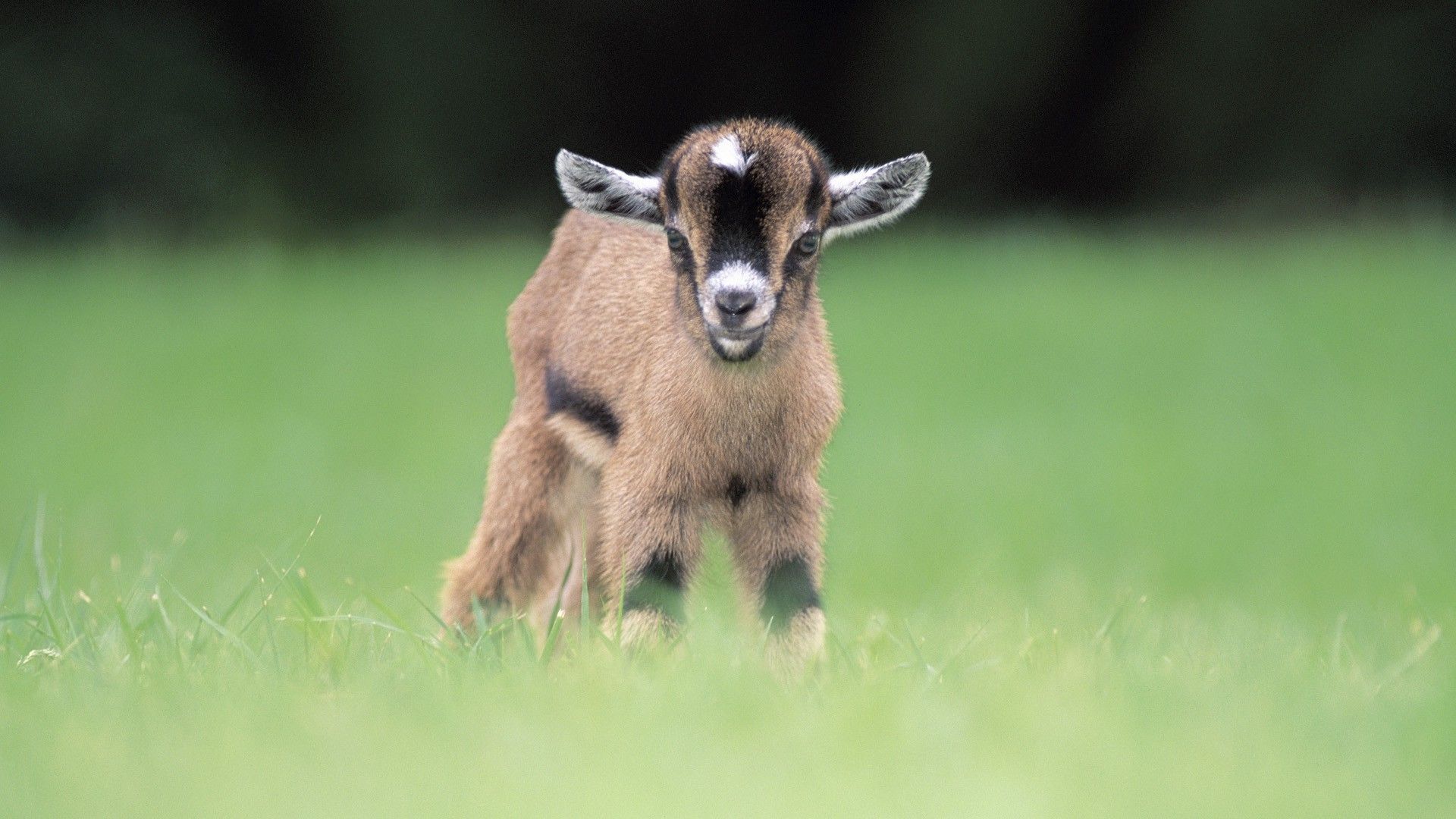 goats, Animals, Blurred, Baby Animals, Grass Wallpaper HD