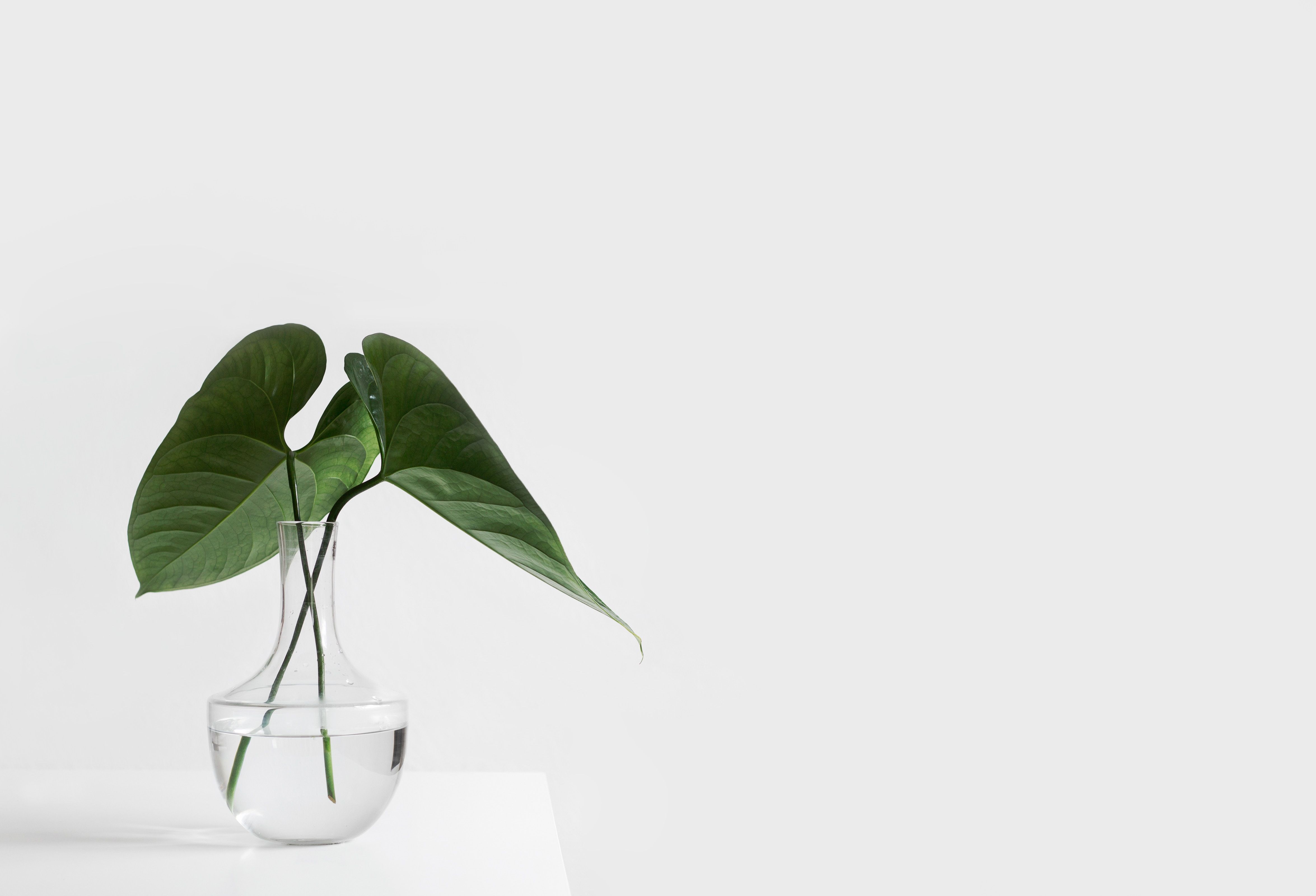 4700x3200 #minimal, #leaf, #plant, #water, #simplicity