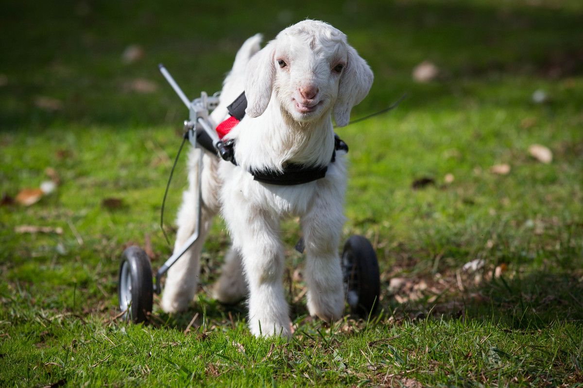 This Baby Goat Is So Happy With His New Wheelchair, And We Just