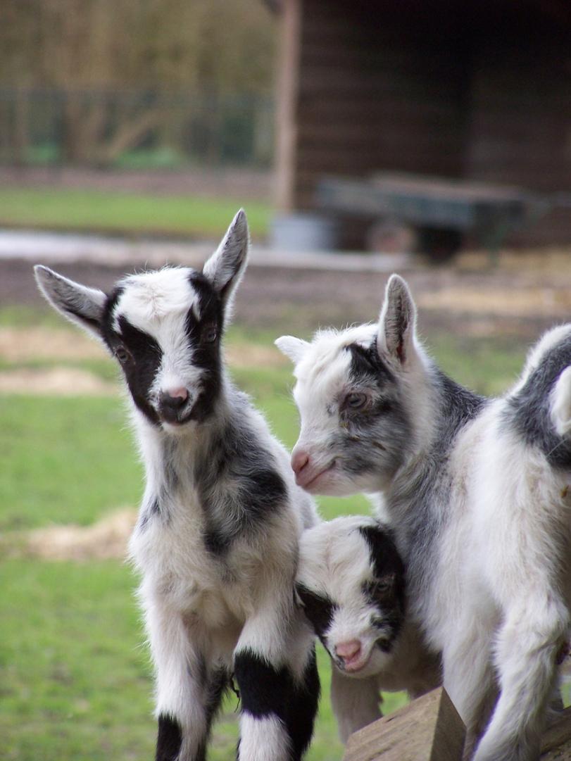 Baby Goats Wallpaper Picture HD for Android