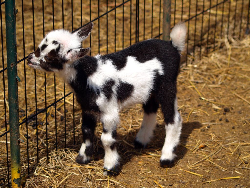 Baby Goats Wallpaper & Background Download