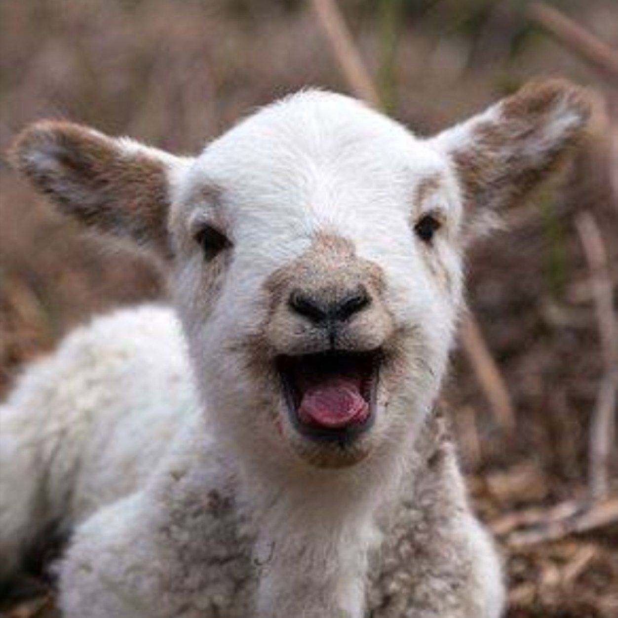 Cute Baby Goat Wallpaper