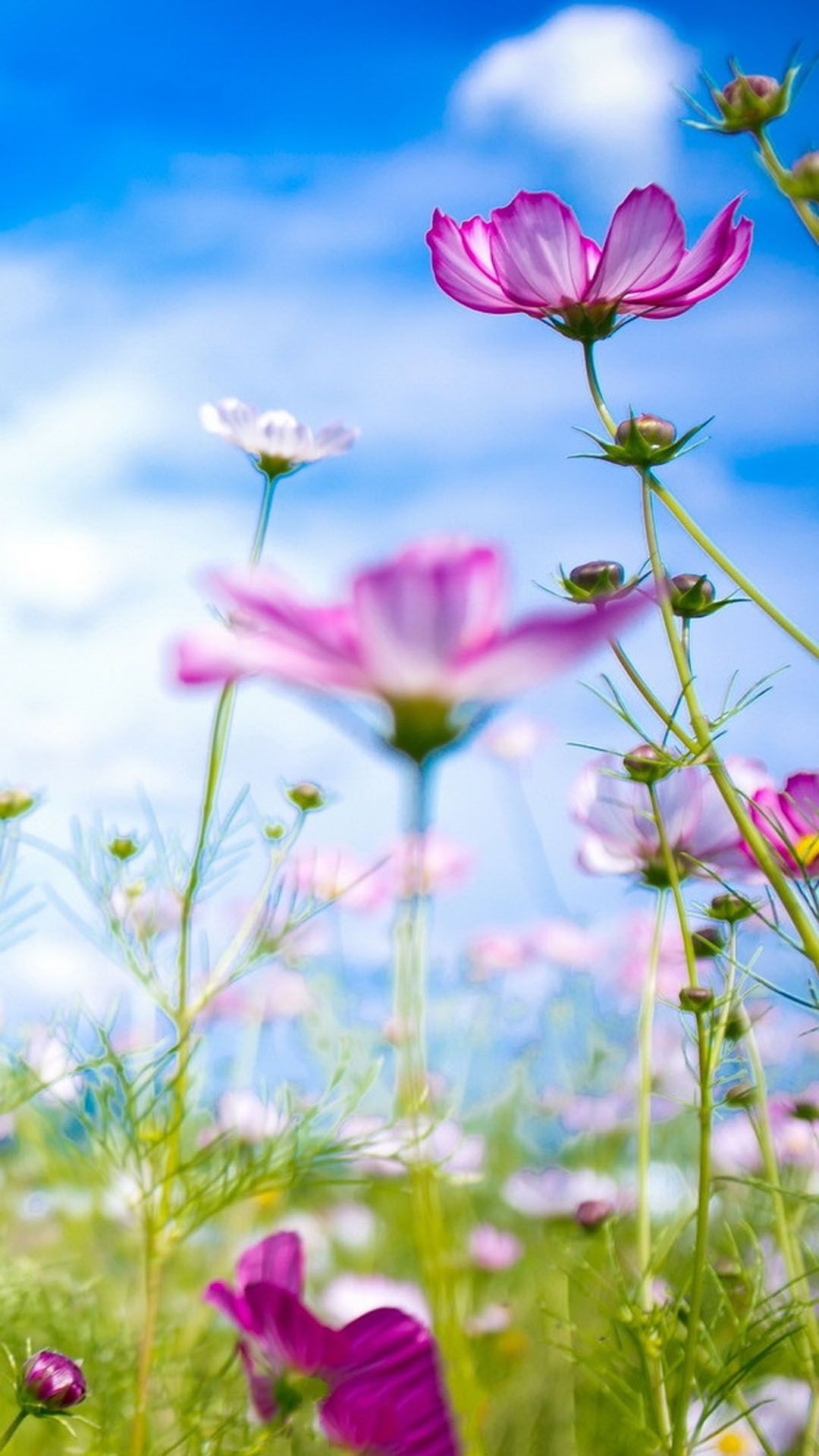 Beautiful Flowers In Full Bloom Smartphone Wallpaper ⋆ GetPhotos