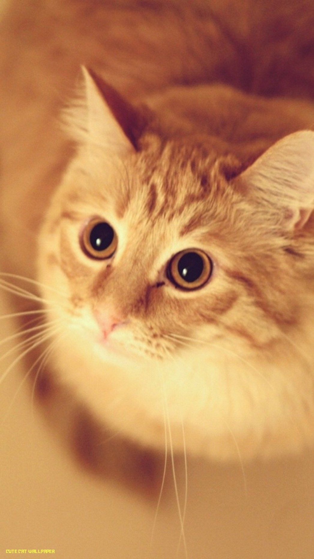 Cute Cat Hd Iphone Wallpapers Wallpaper Cave