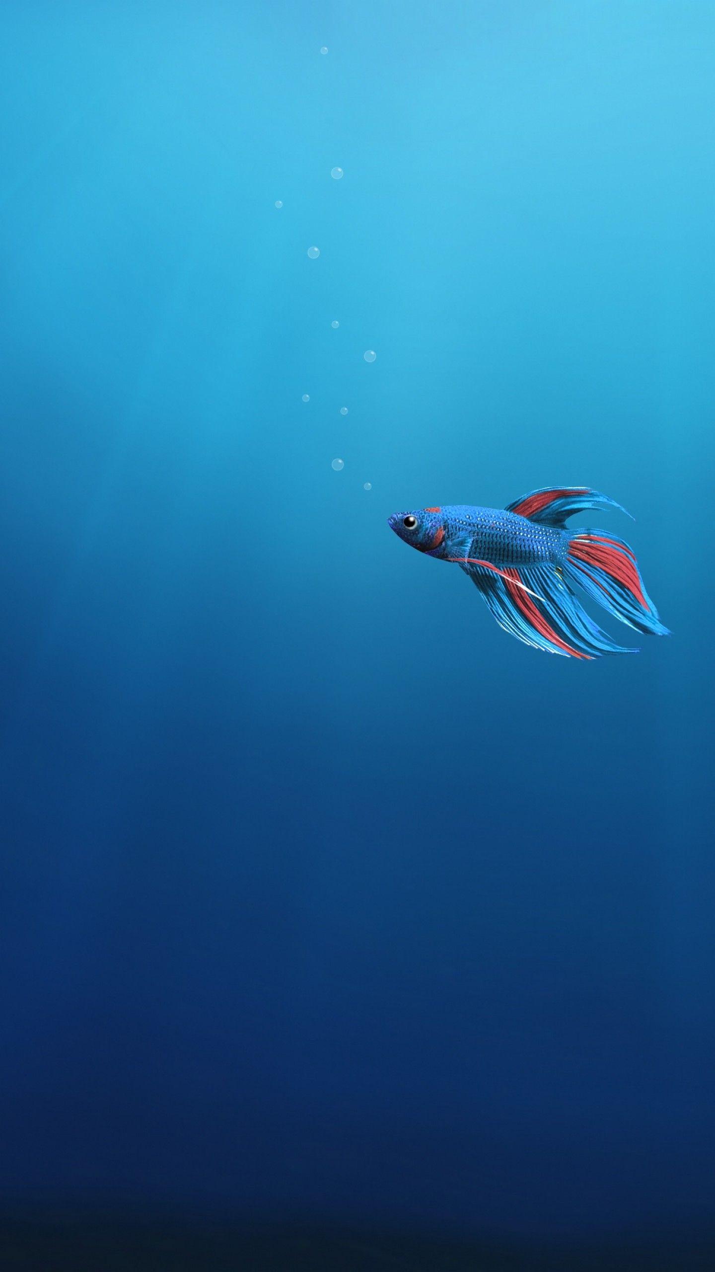 Wallpaper Fish, Alone, Underwater, Windows 4K, Photography