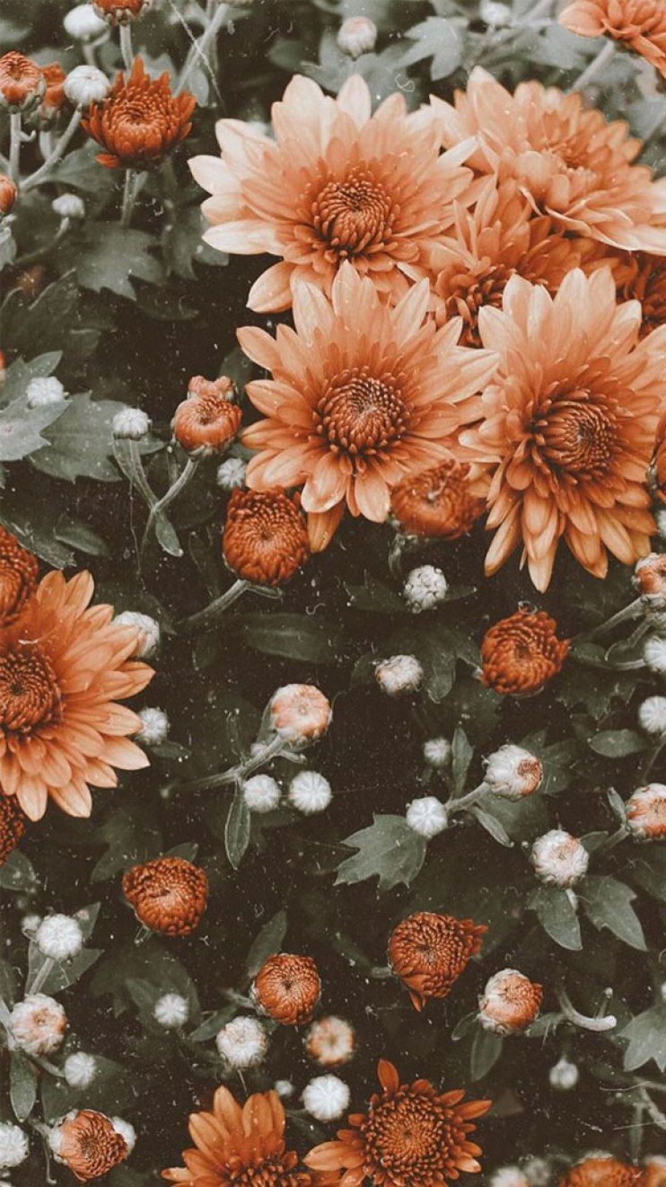 Beautiful Flower Wallpaper For iPhone. Винтажные предпосылки