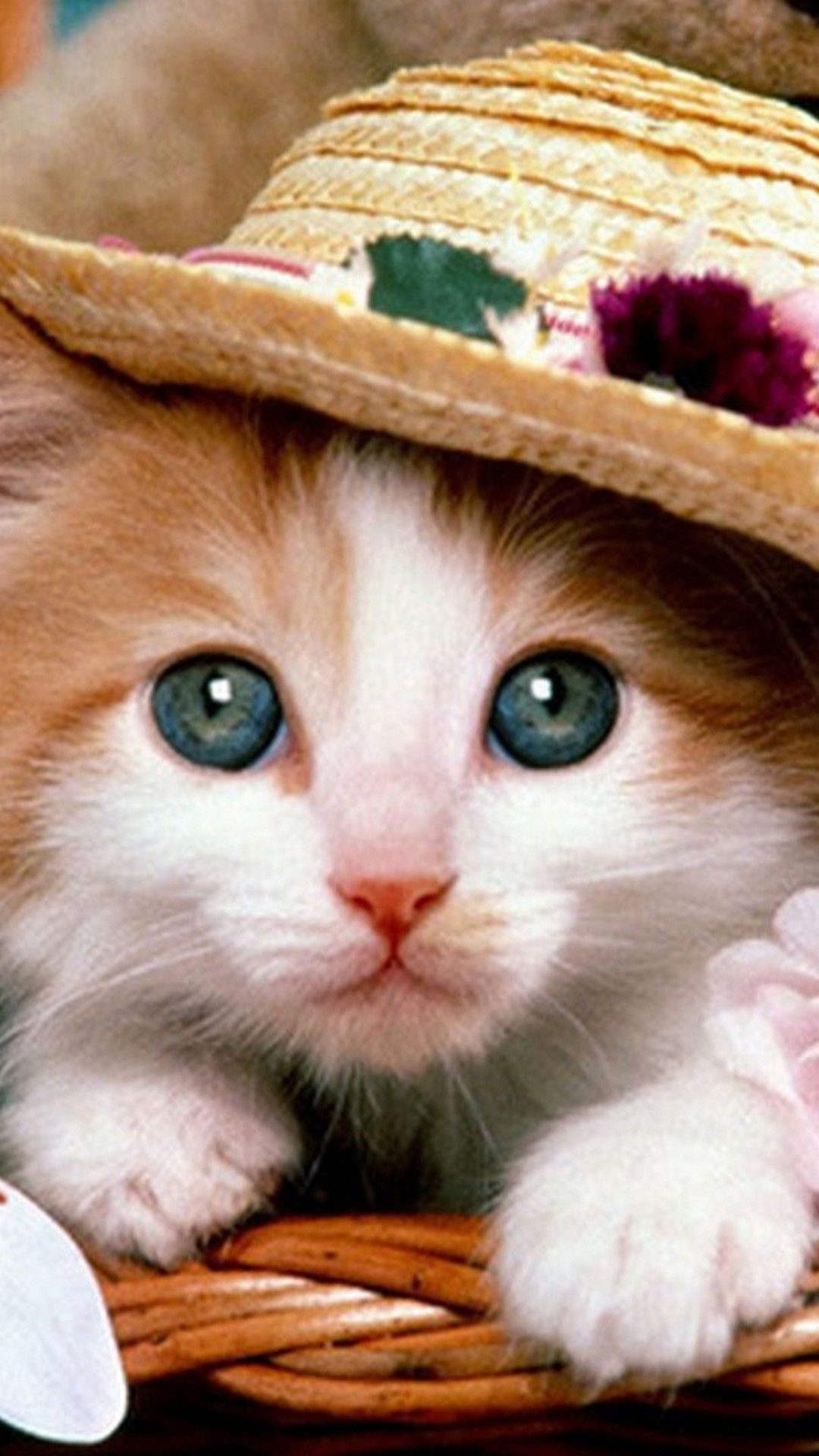 Cute Cat HD iPhone Wallpapers - Wallpaper Cave