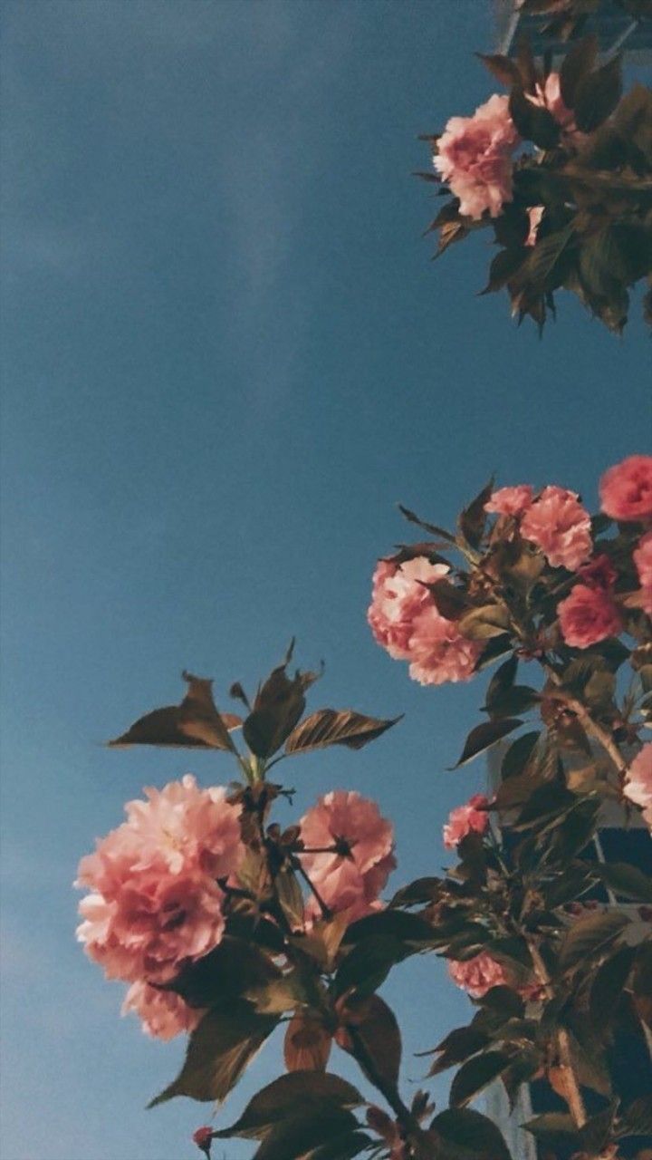 phone wallpaper. Flower aesthetic, Aesthetic roses, iPhone wallpaper tumblr aesthetic