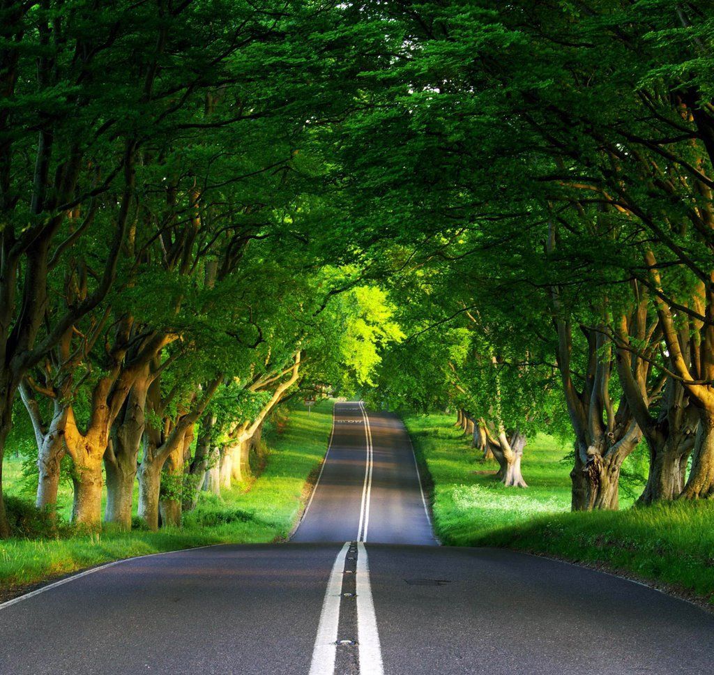 tree covered roads. Nature desktop wallpaper, HD nature