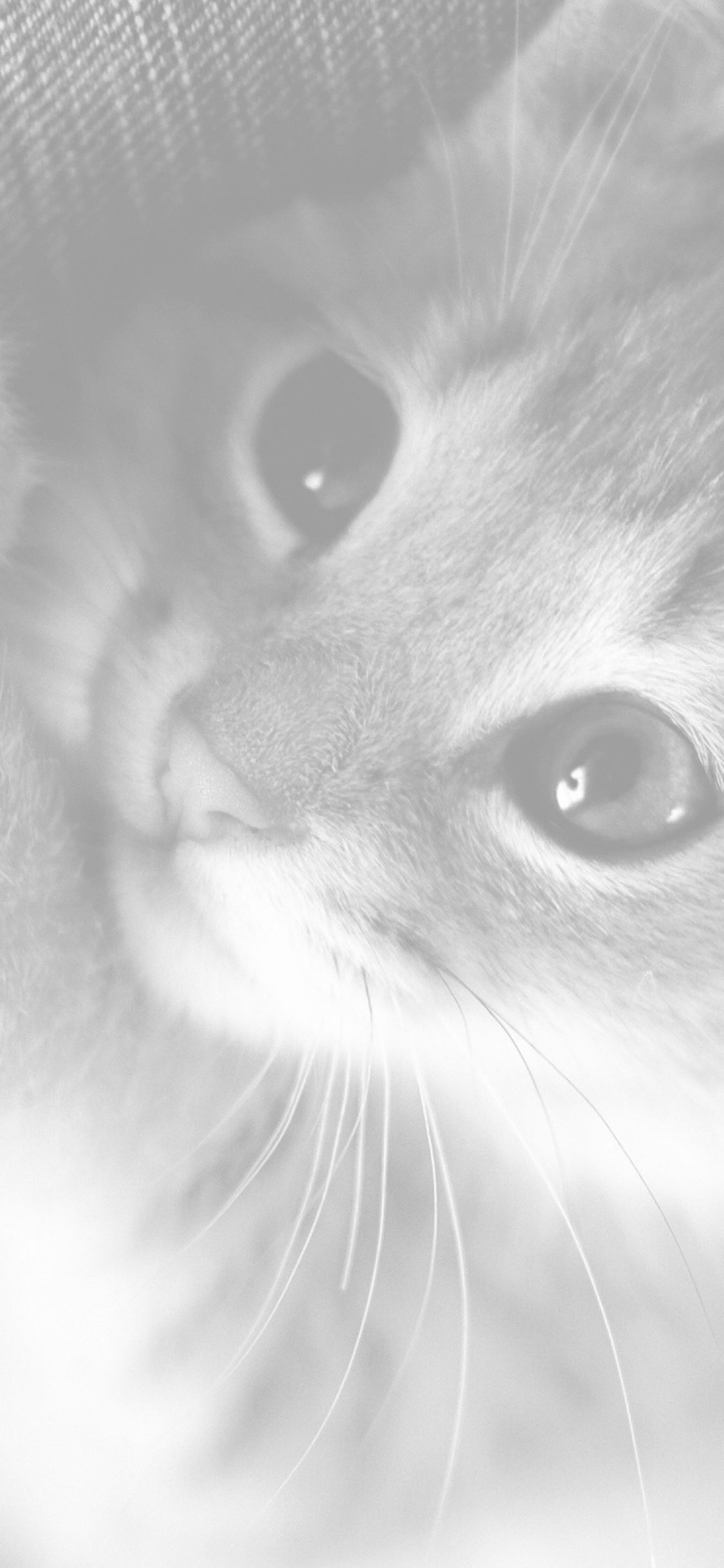iPhone X wallpaper. cute cat kitten
