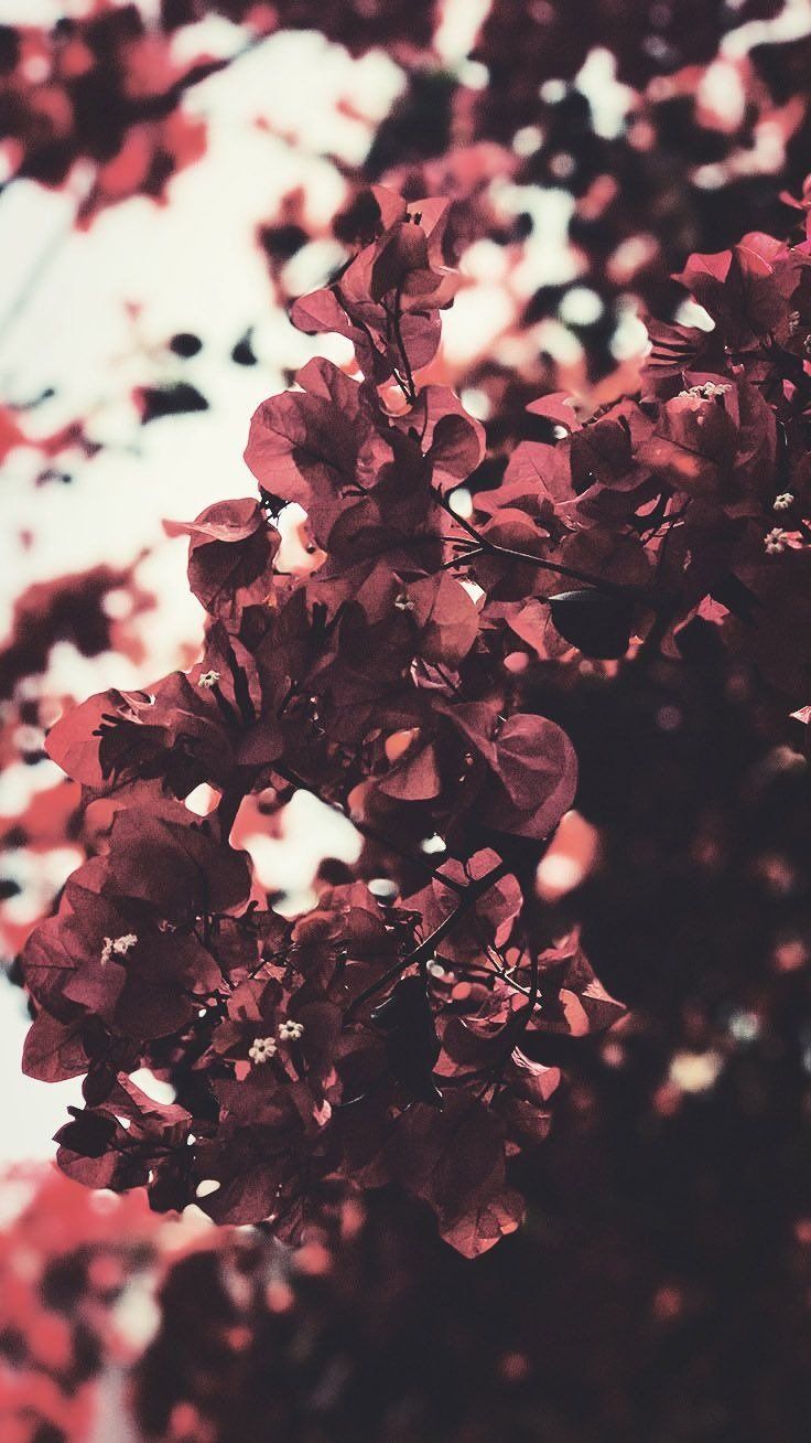 Full HD Flower Wallpaper iPhone X