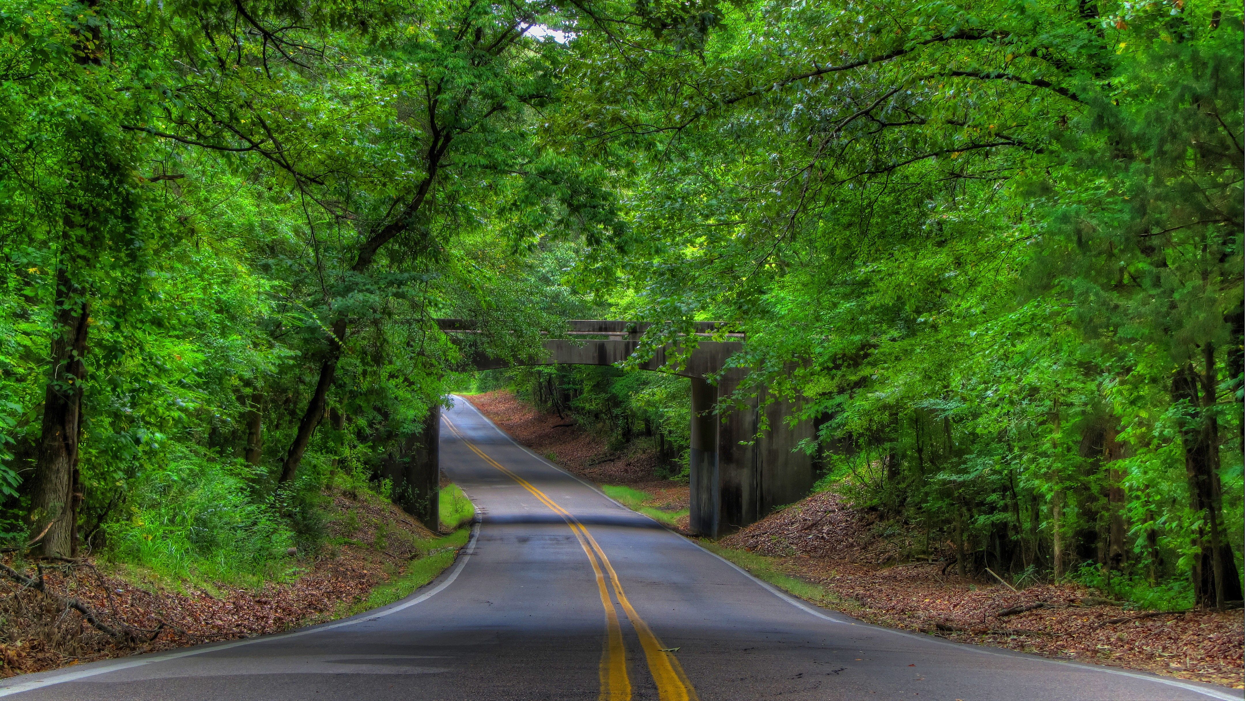 Free photo: Tree road, Green, Landscape Download