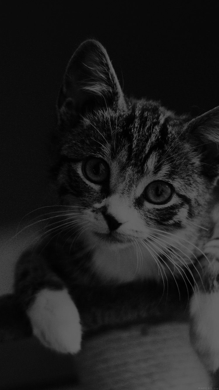iPhone wallpaper. cute cat look dark bw animal