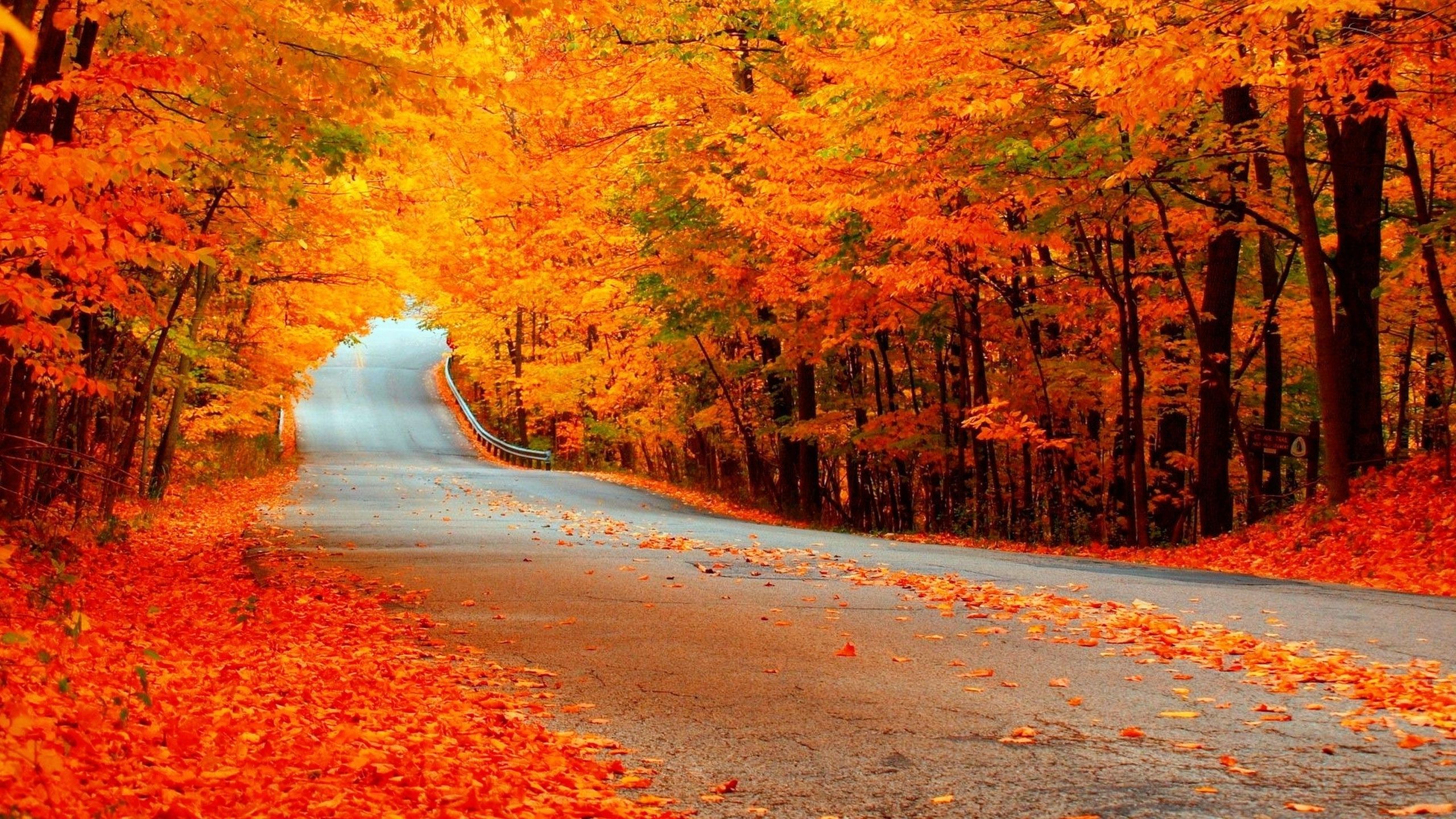 Road Trees HD Wallpapers Wallpaper Cave