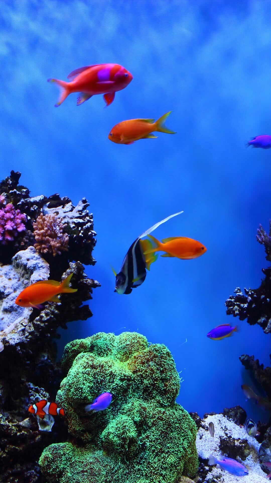 Animal wallpaper aquarium iPhone Wallpaper, iphone 4 background