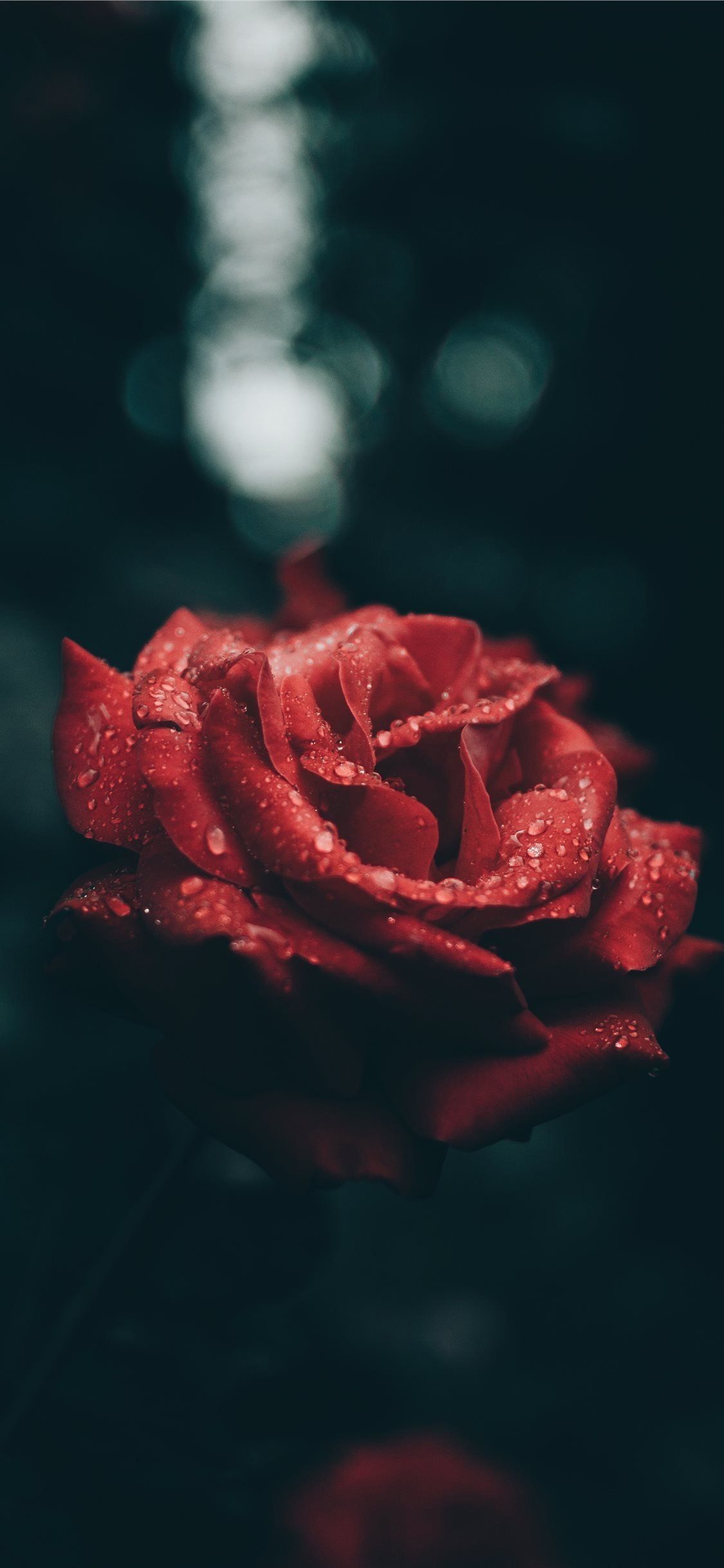Rose Wallpaper For iPhone 11