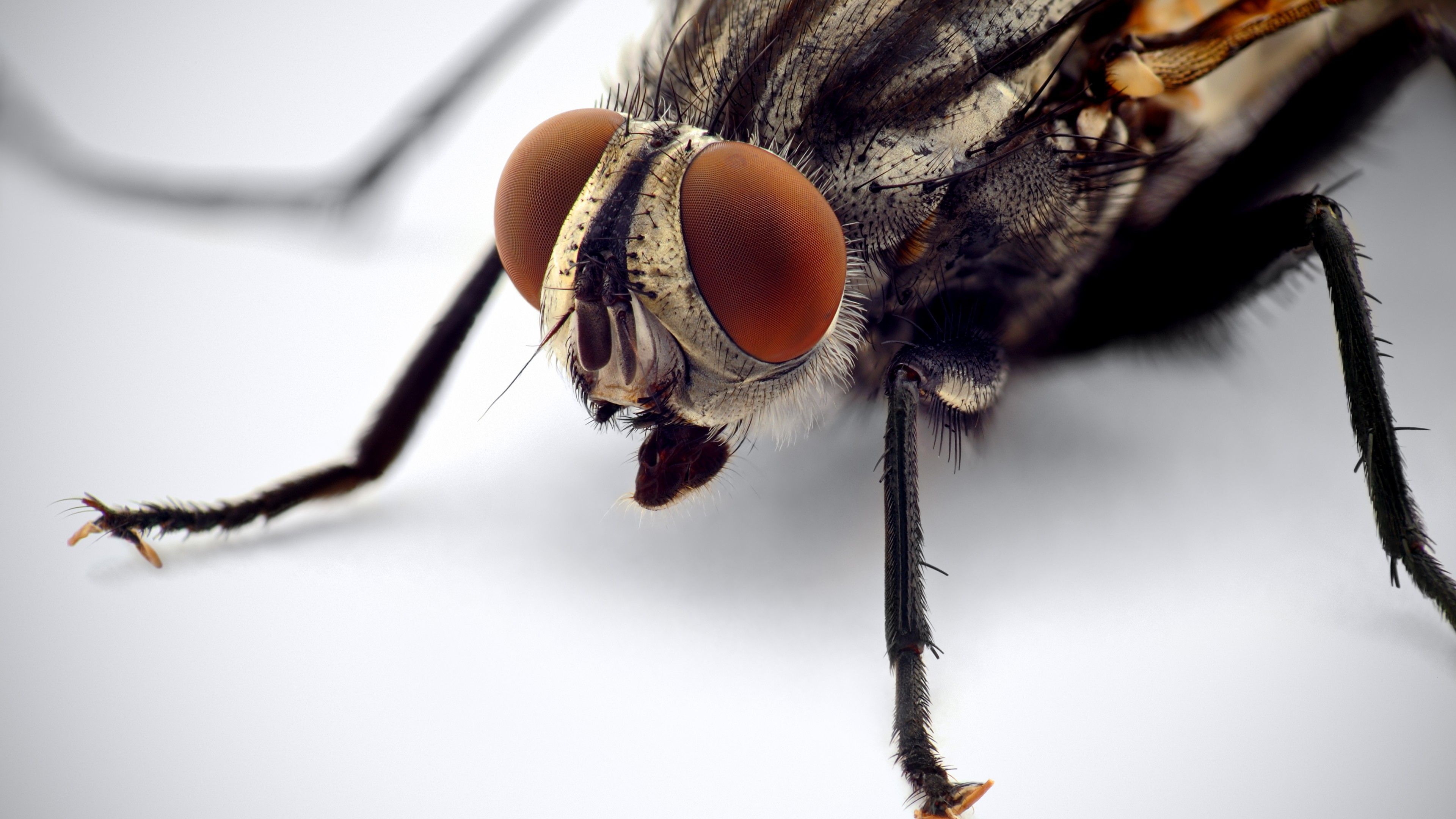 Wallpaper Fly, macro, eyes, insects, white background, Animals