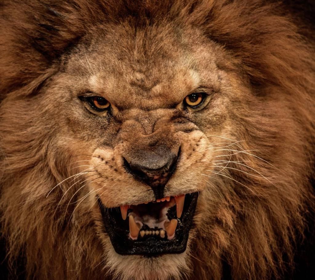 Angry Lion Eyes Wallpaper HD New