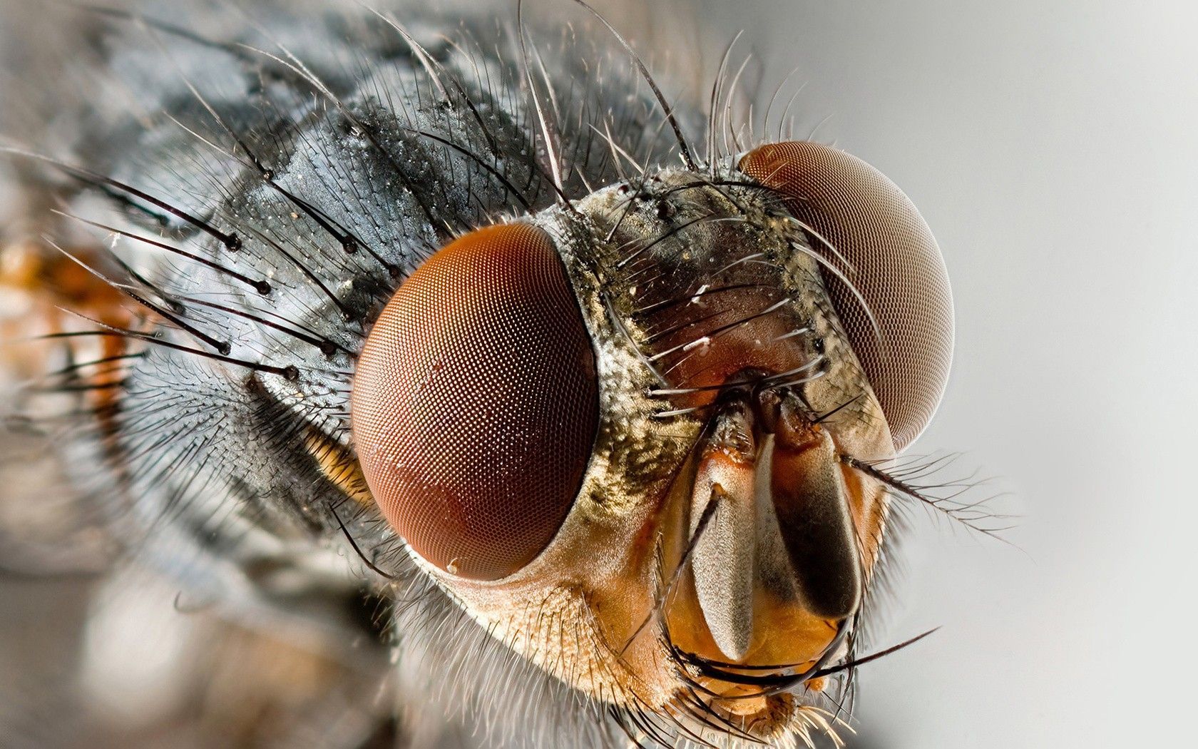 Staggering Close Up Nature Insects Fly Macro Fresh New HD