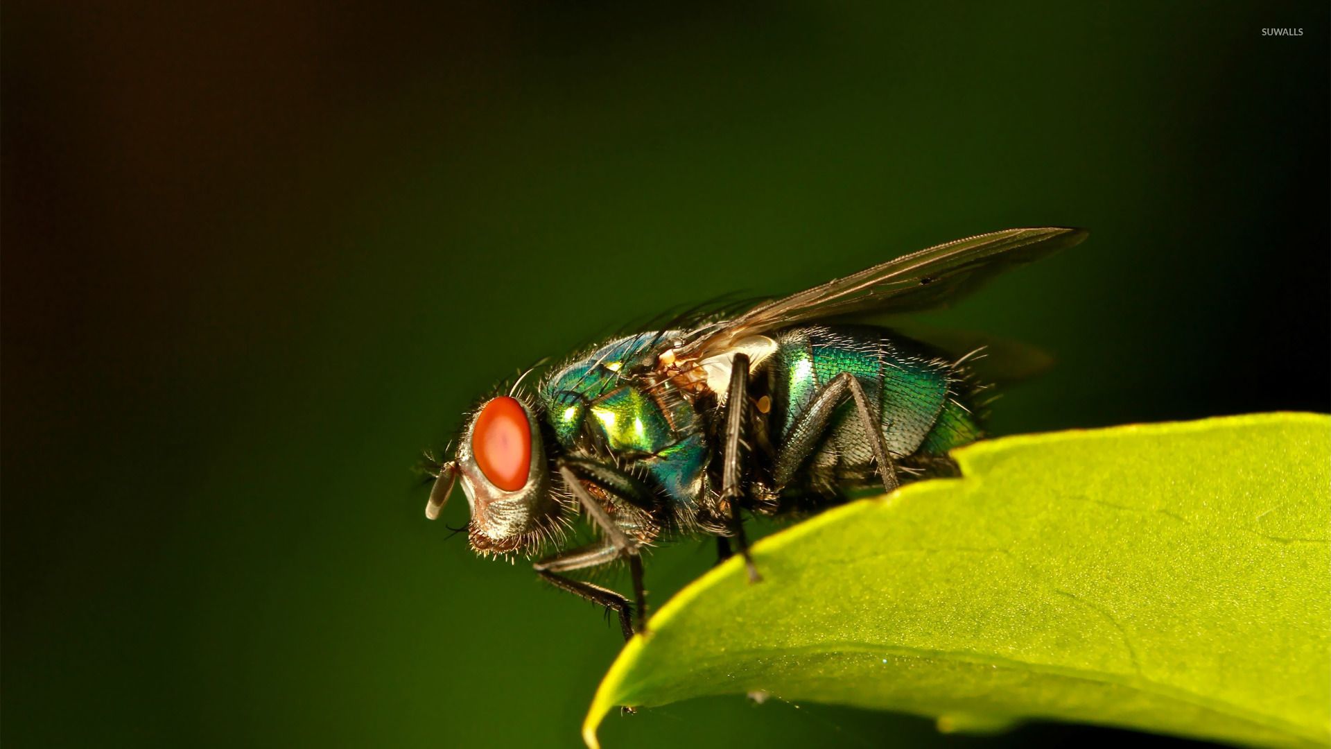 Fly Insect Wallpaper FREE Picture
