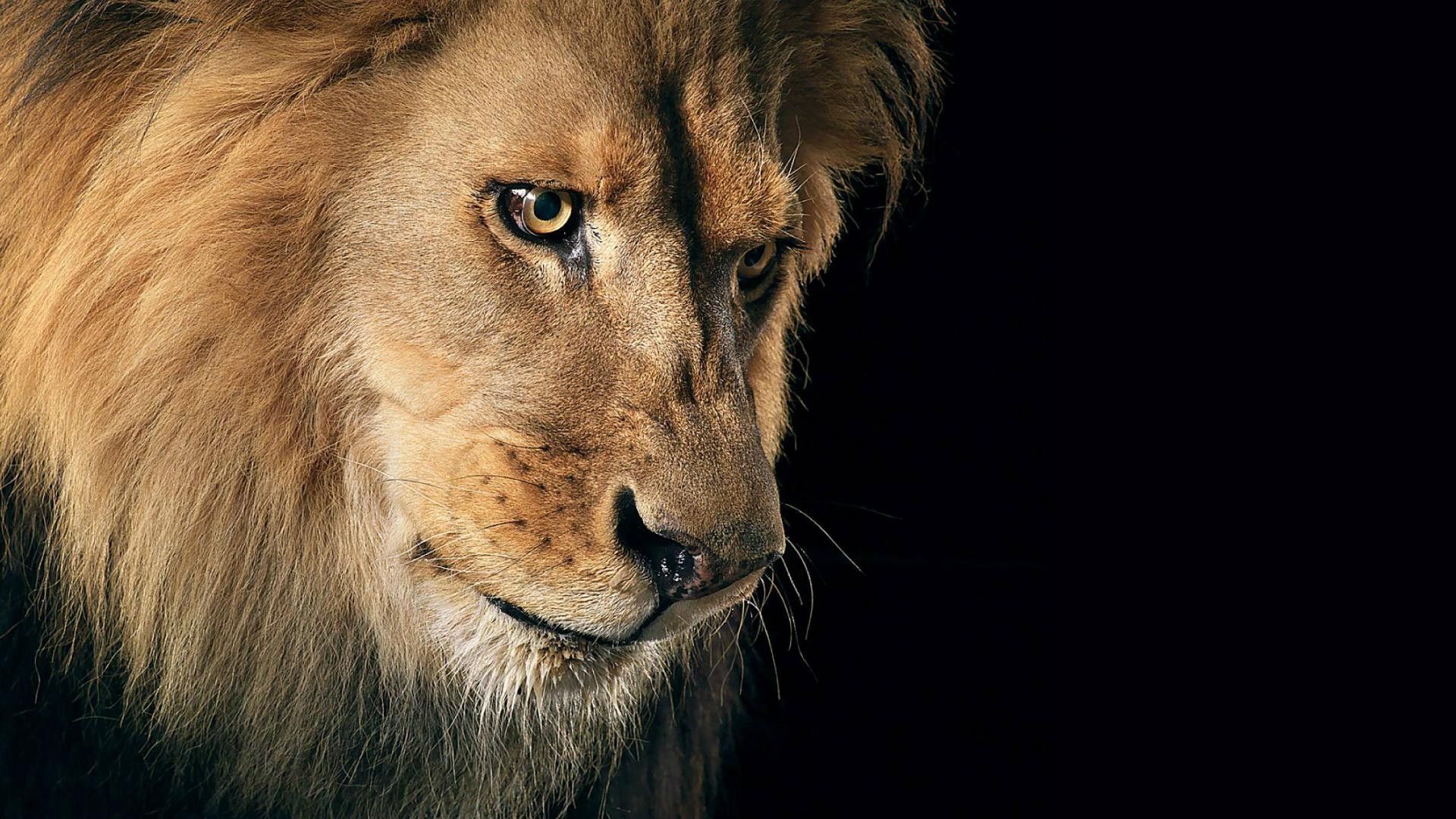Lion Close Up Face Angry Wallpapers - Wallpaper Cave