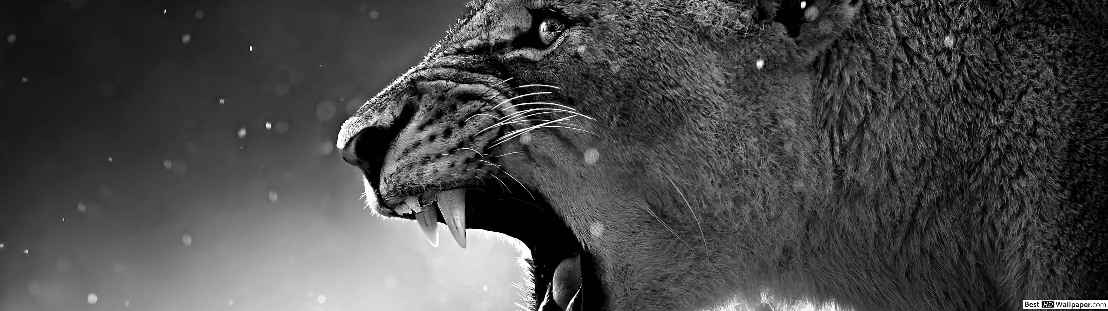 Angry lion HD wallpaper download