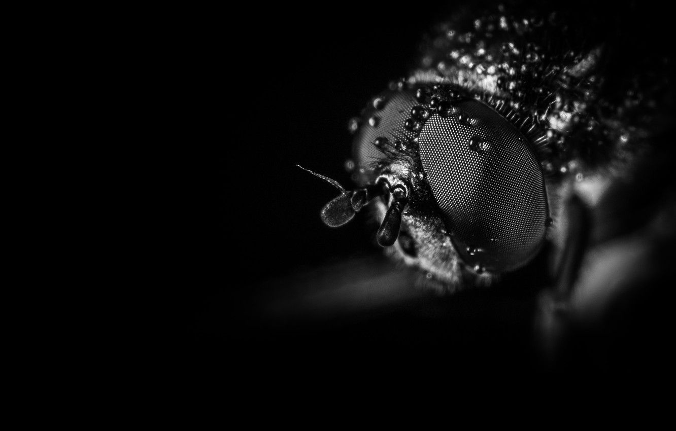 Wallpaper Macro, Eyes, Insect, Macro, Fly, Insect, Paws, Black