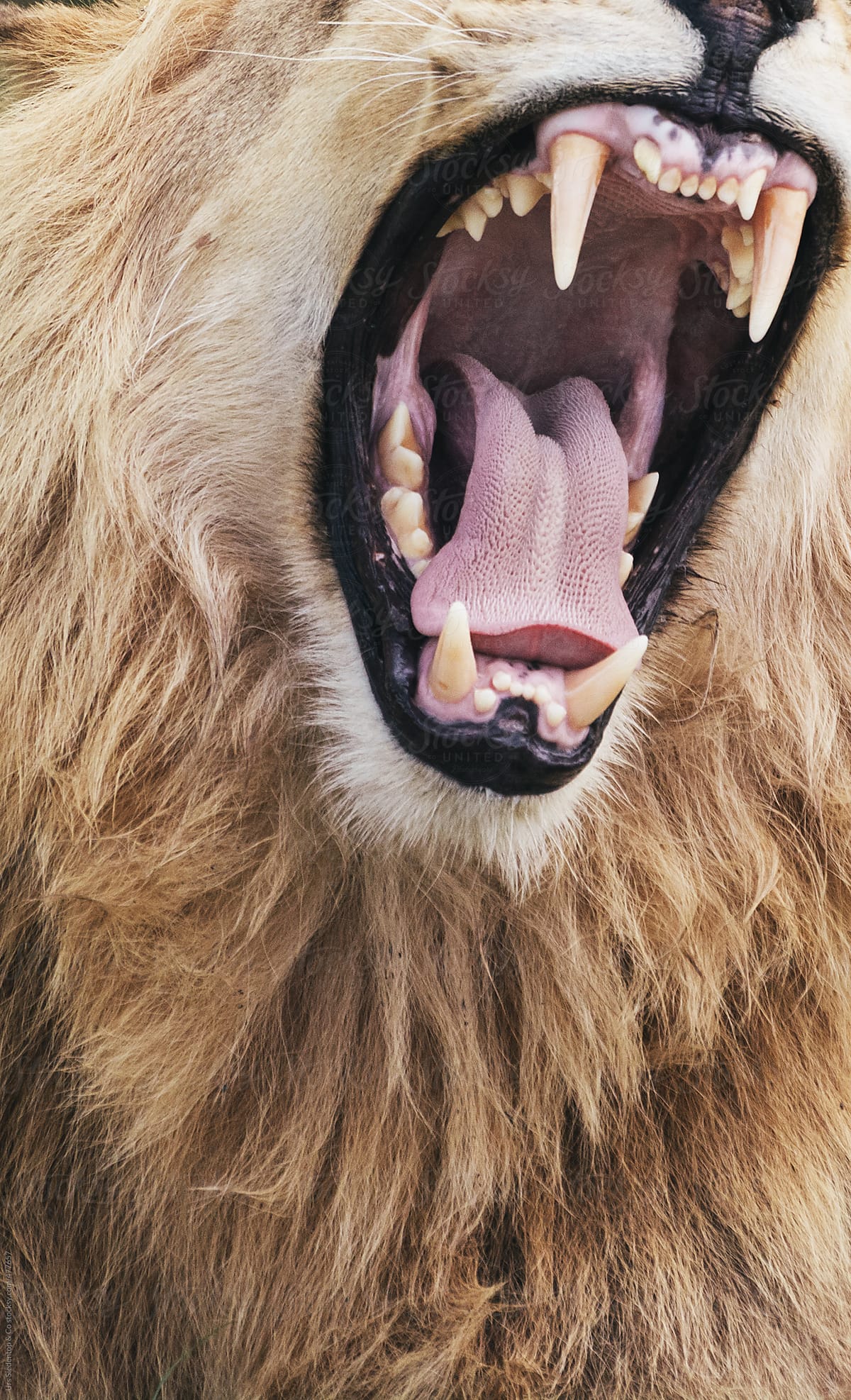 Angry Lion close up by Urs Siedentop & Co, Aggressive