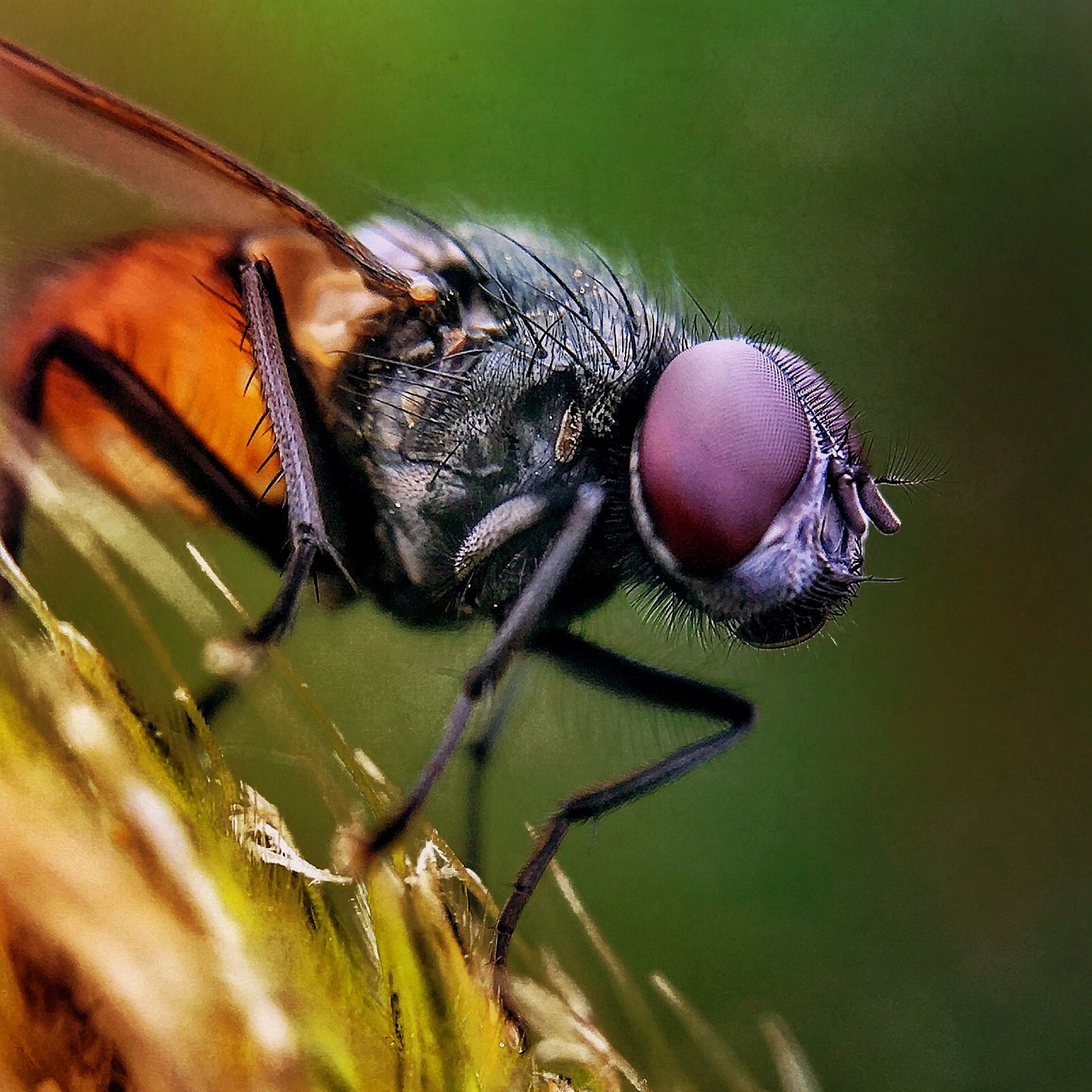 Tips For Incredible Insect Macro Photography On iPhone