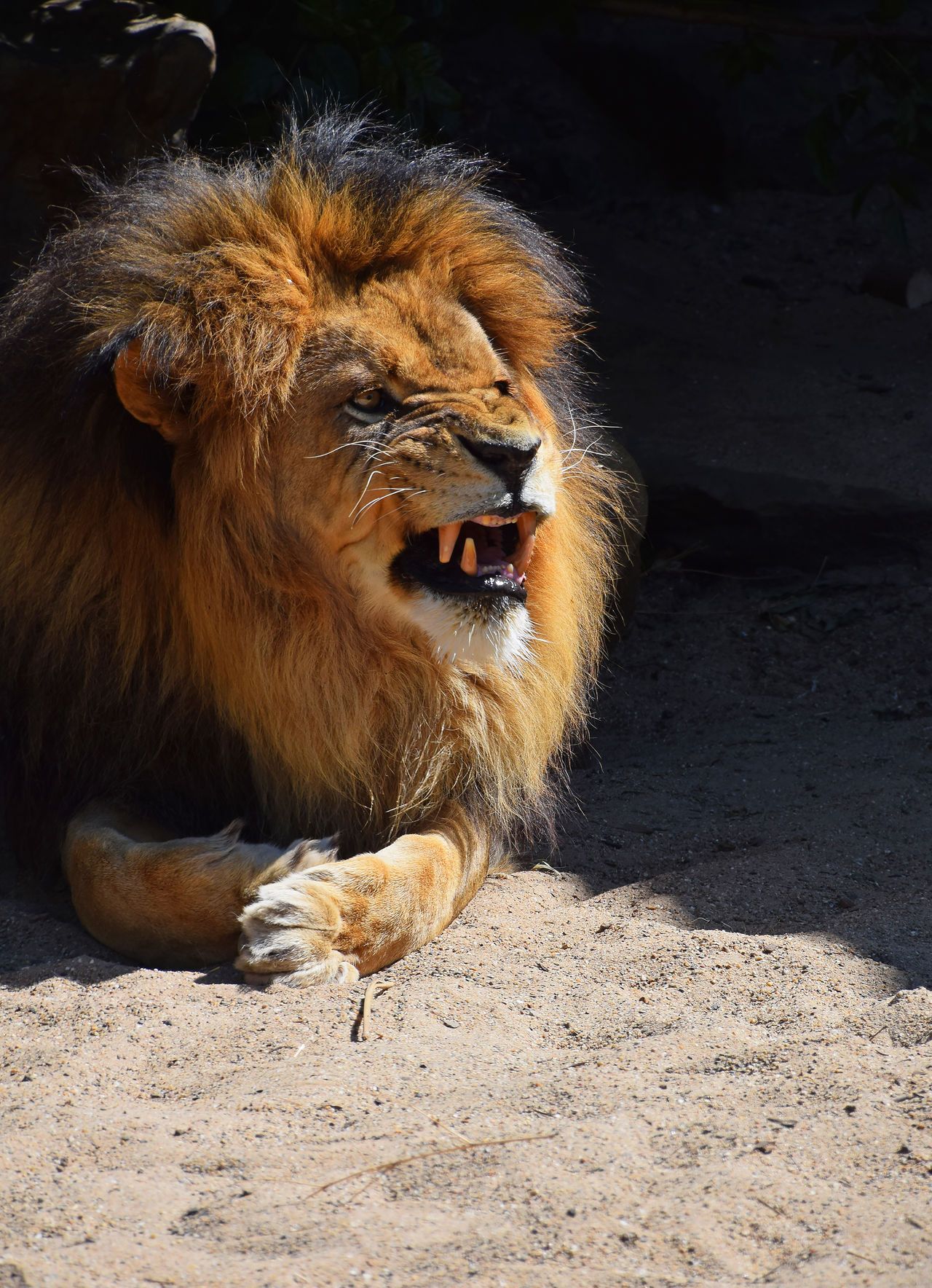 Adult roaring African lion male (panthera leo) close up portrait
