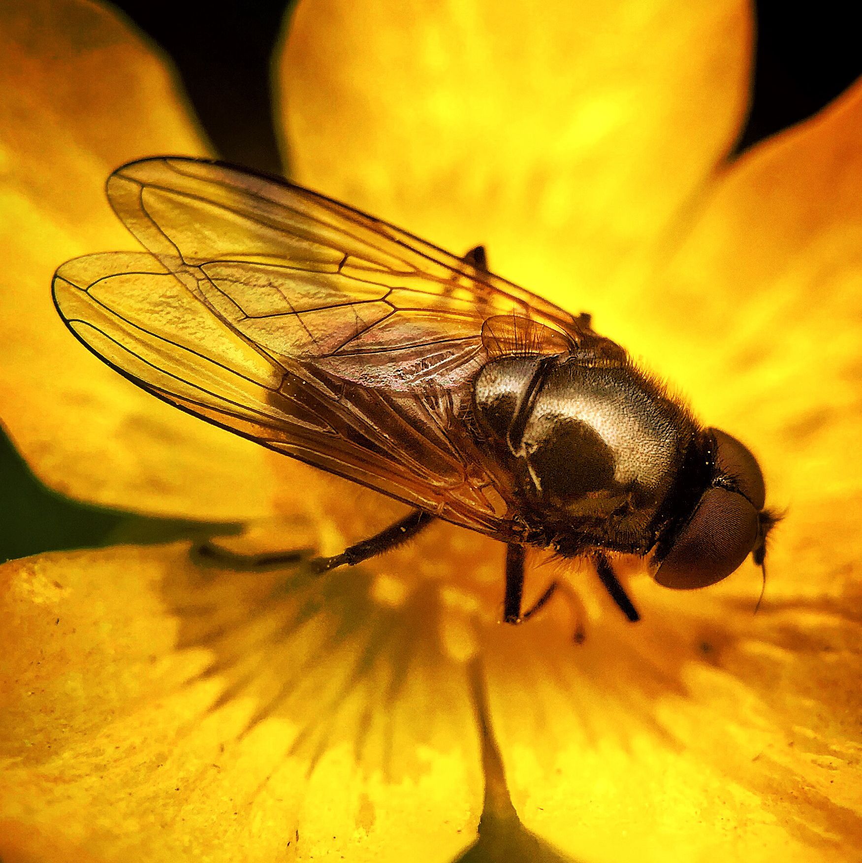 Tips For Incredible Insect Macro Photography On iPhone